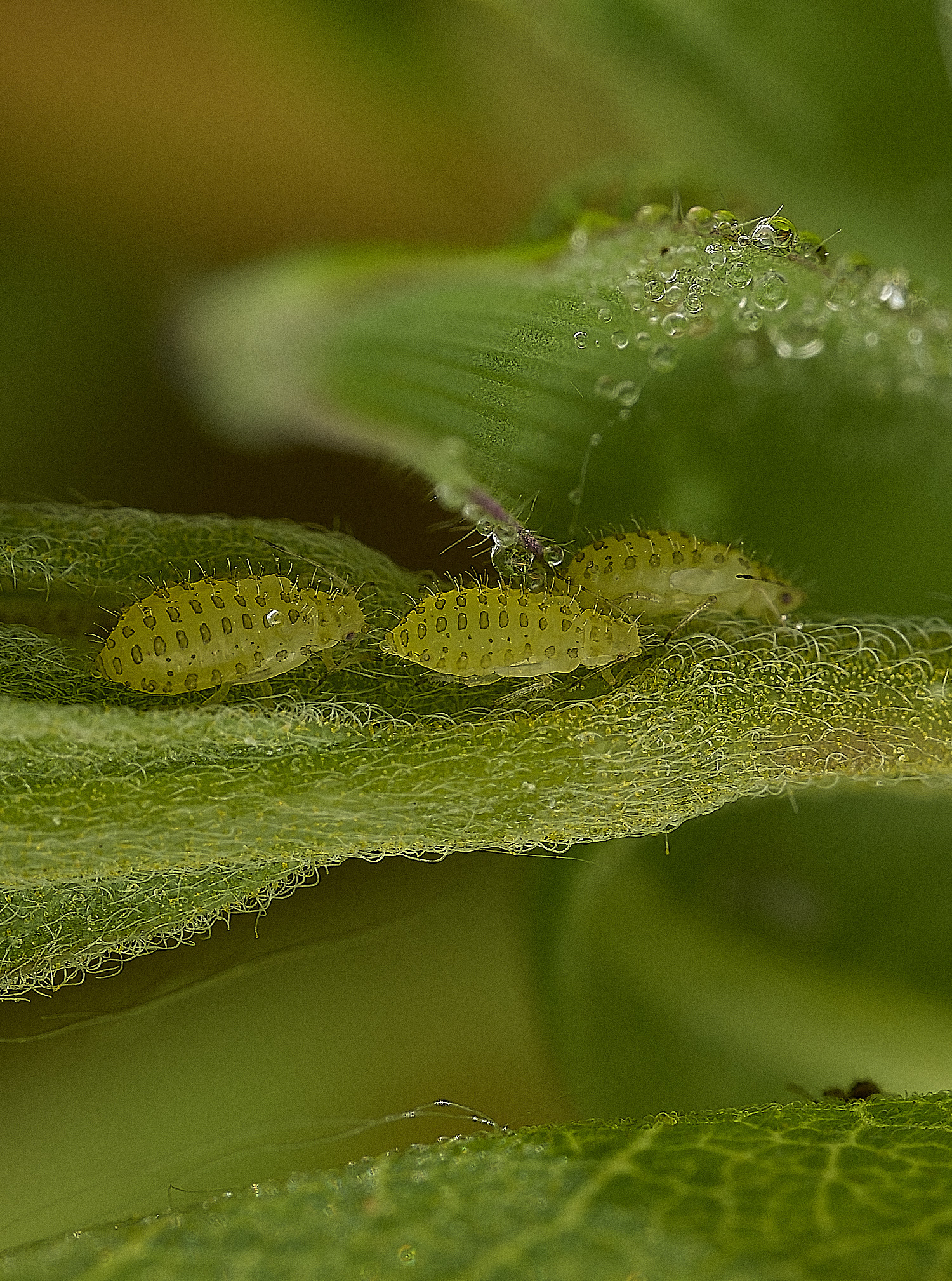 AlderfenBroadAphid250526-4