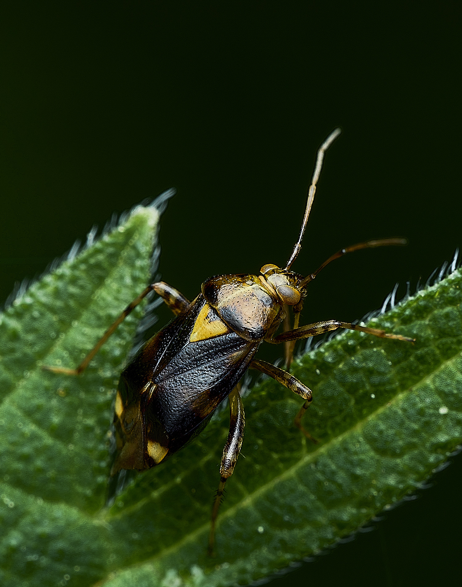 AlderfenBroadBug250526-2