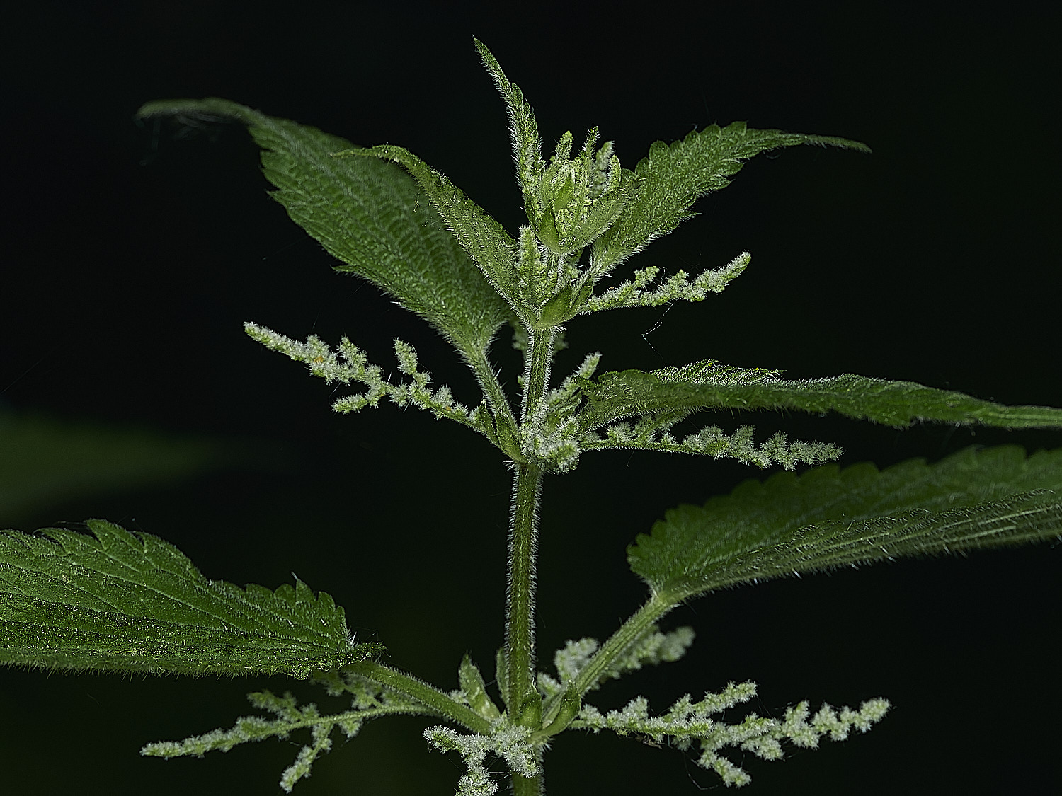 AlderfenBroadNettle250526-2