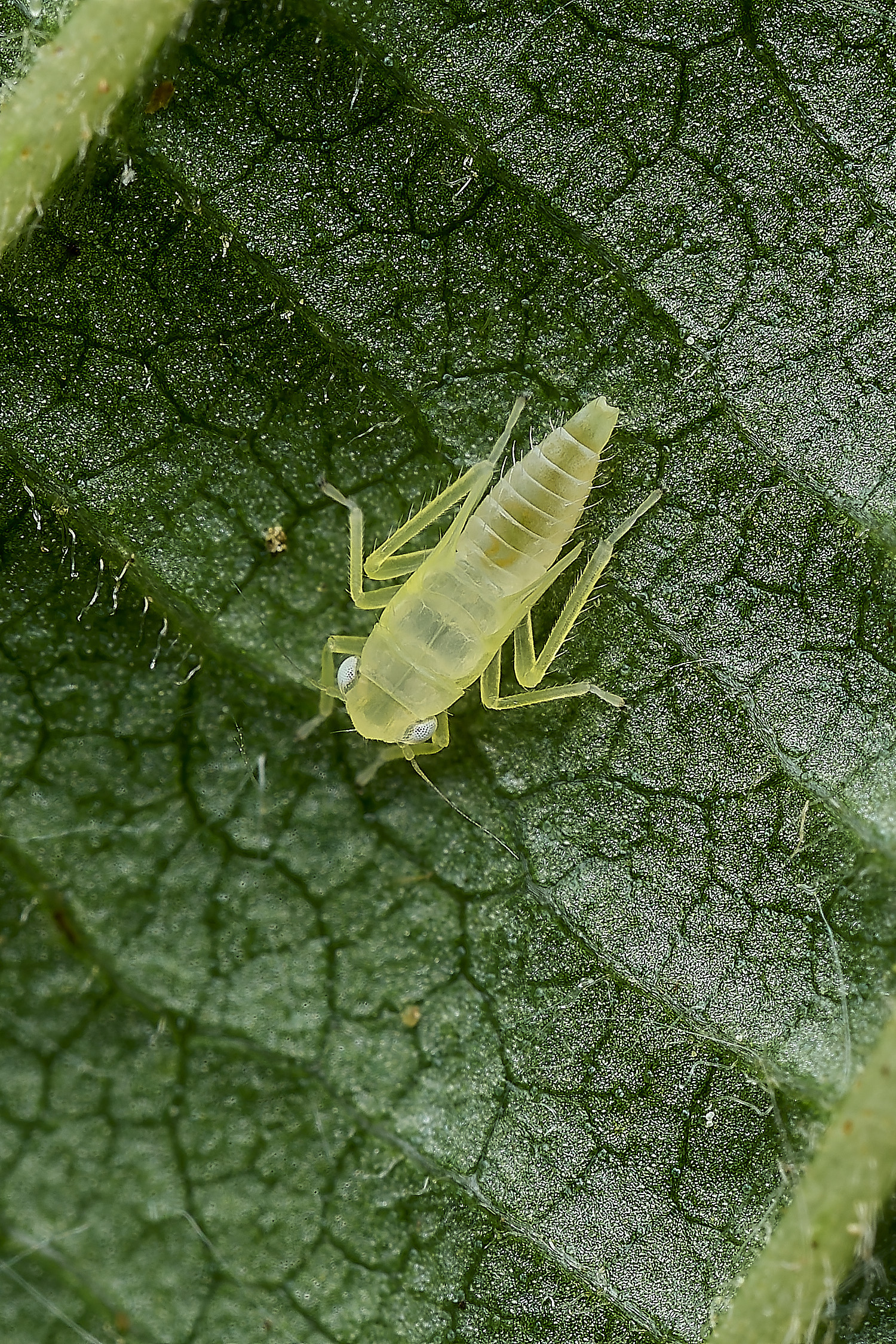 AlderfenBroadThripSp250526-2