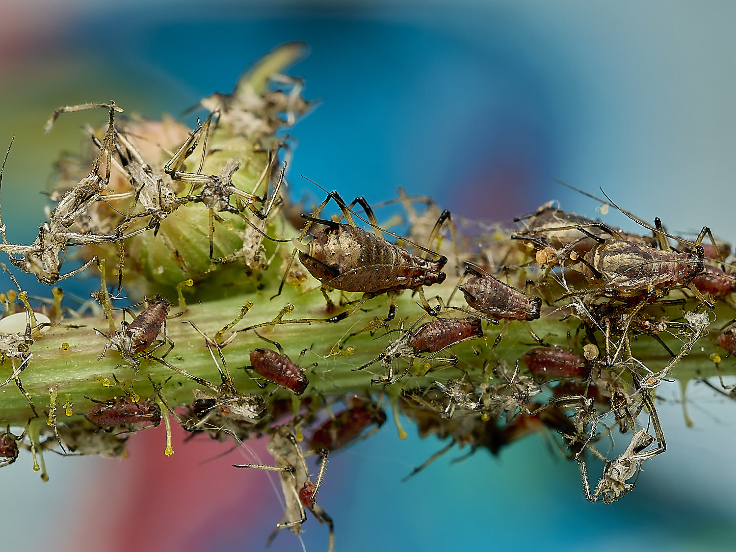 AylshamAphid230726-9