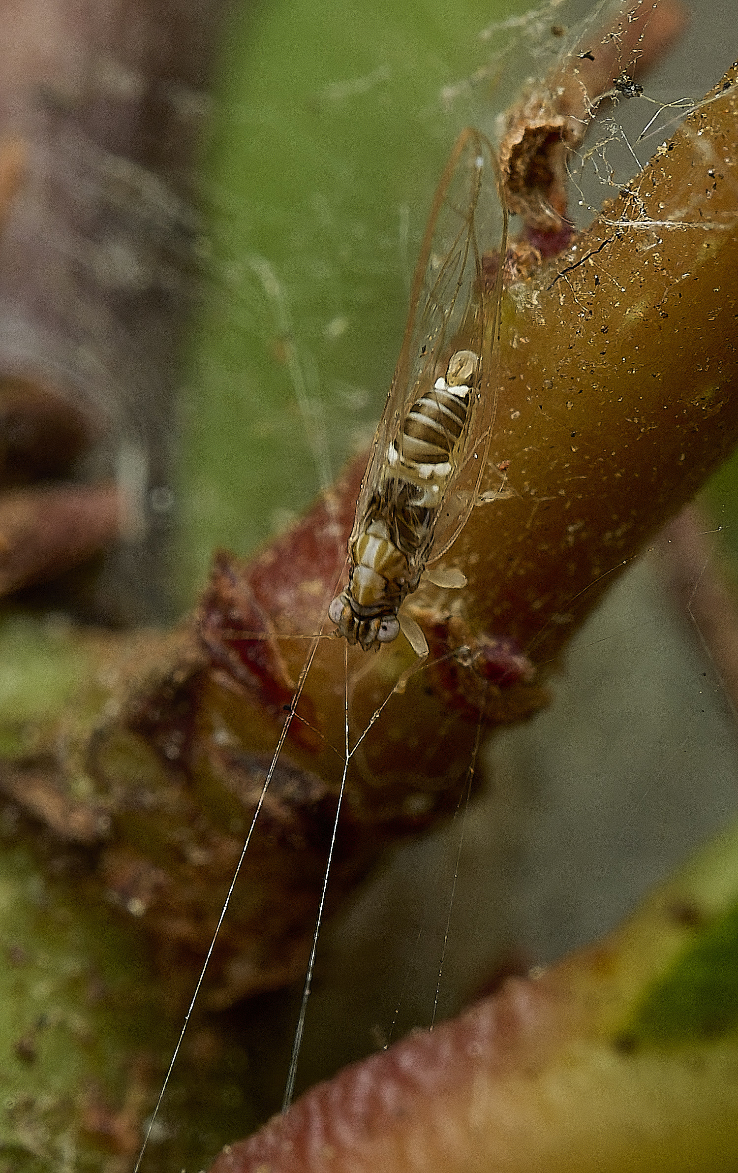 AylshamBayPSyllid140726-11