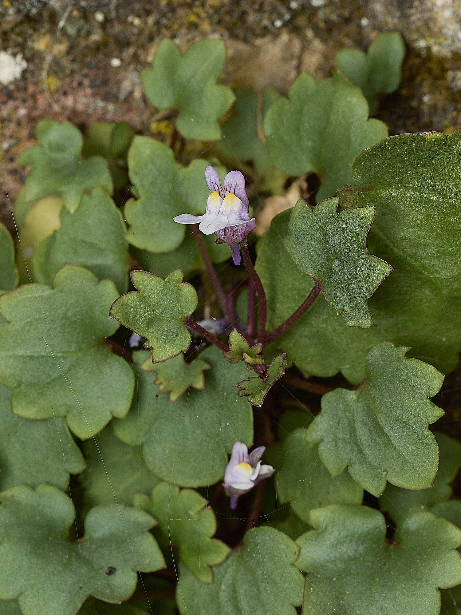 AylshamIvyLeavedToadflax230726-1