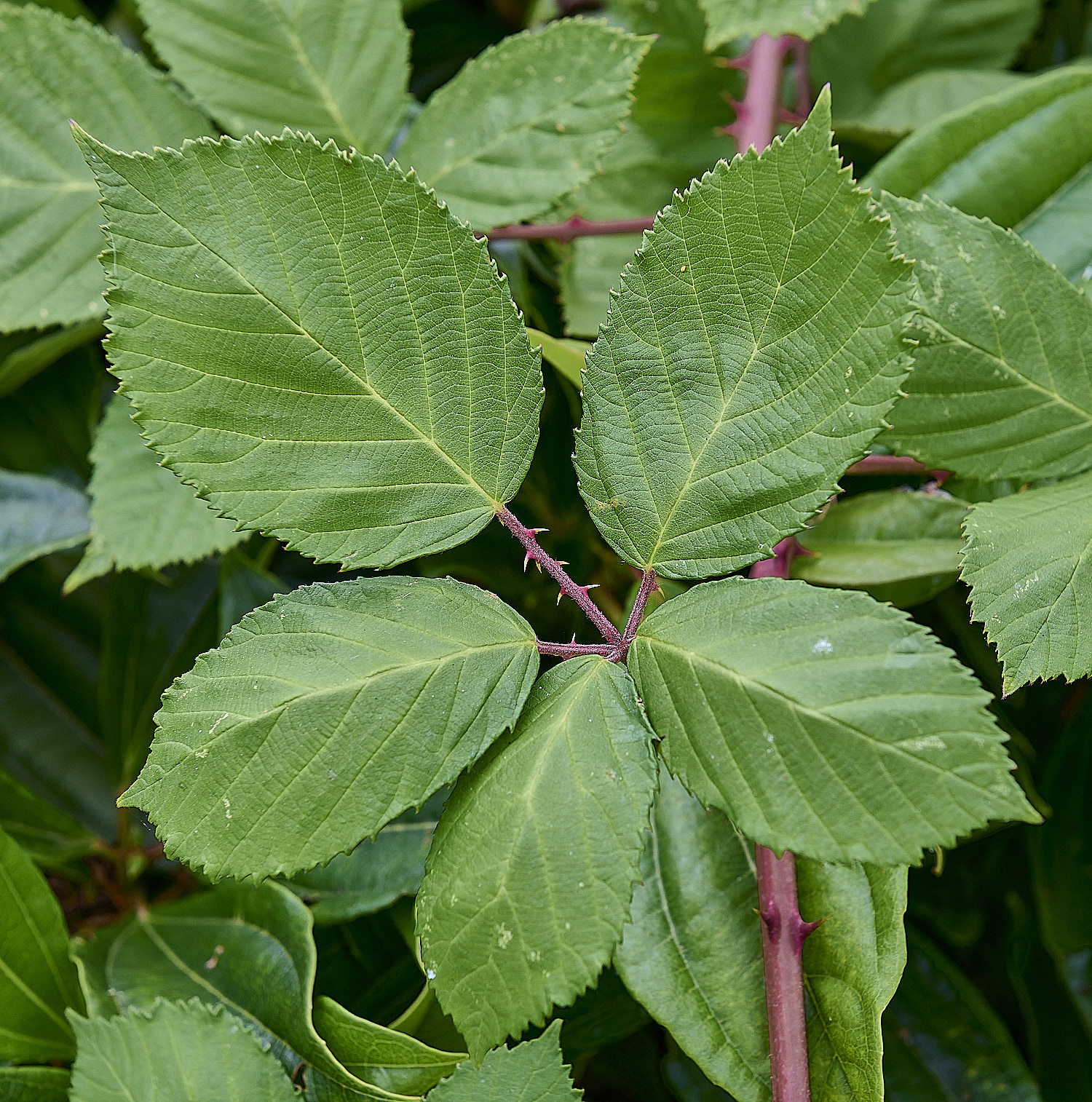 AylshamLeafAdaxial220726-2