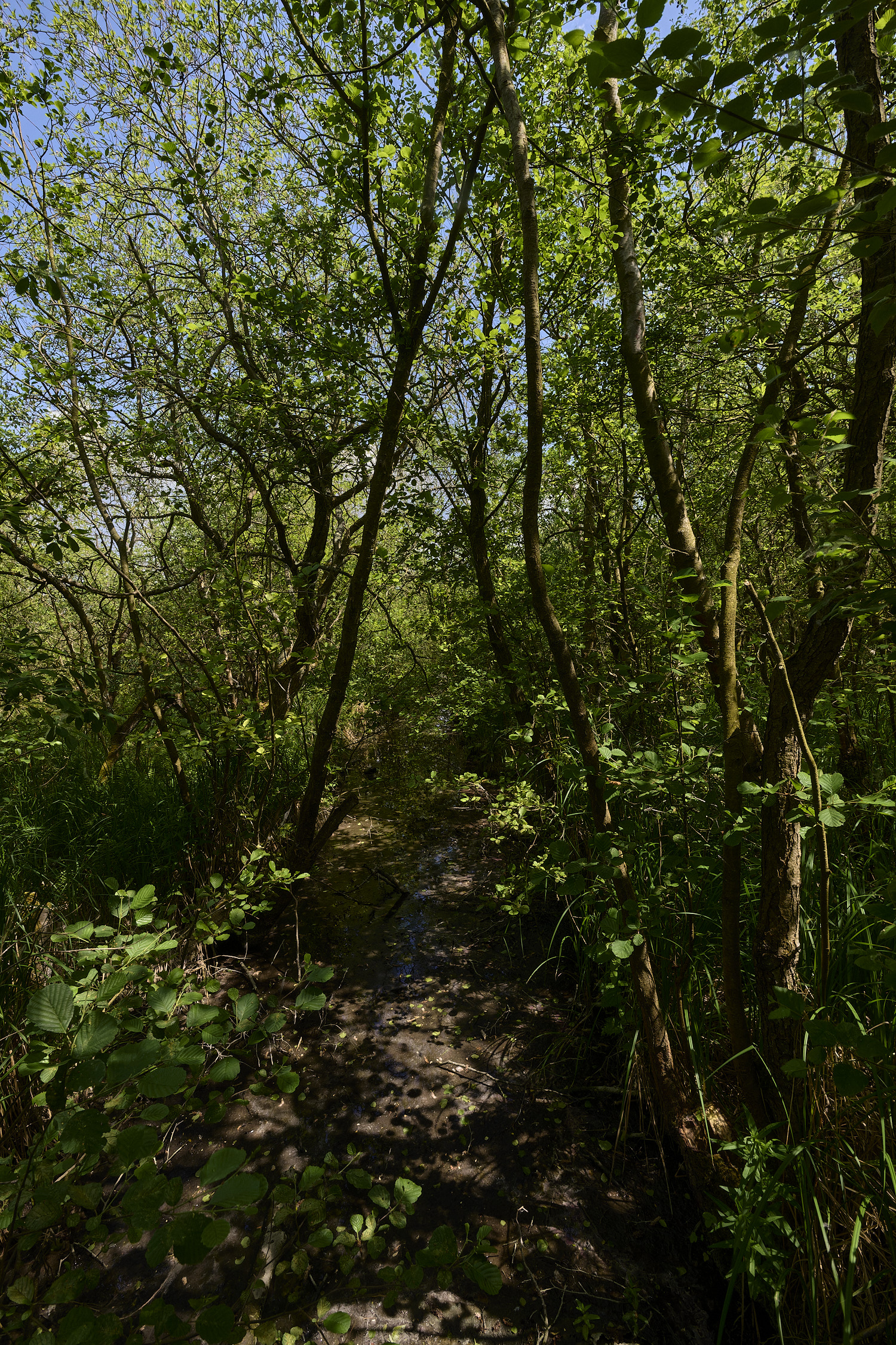 BartonBroad280526-3