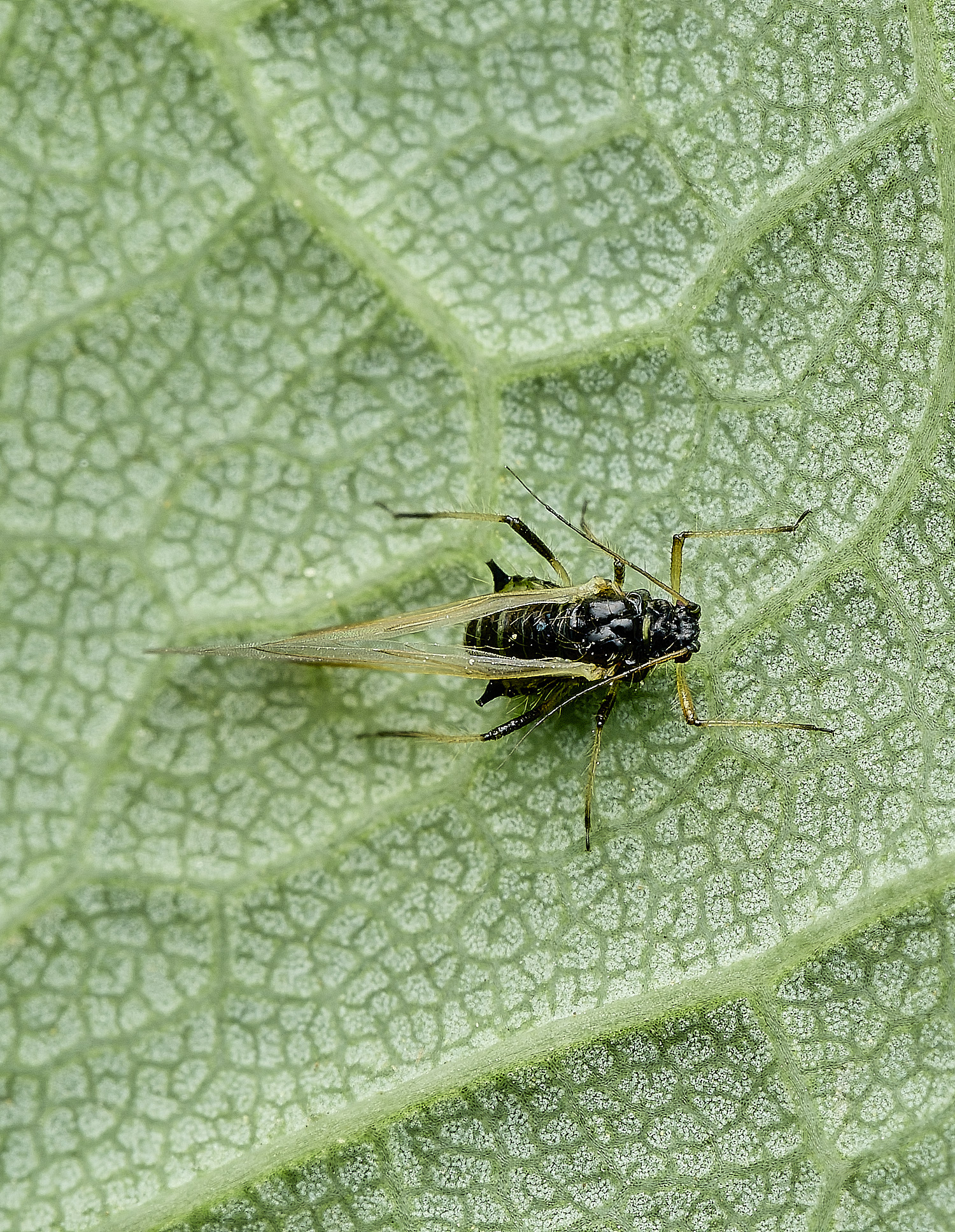 BartonBroadAphid2280526-1
