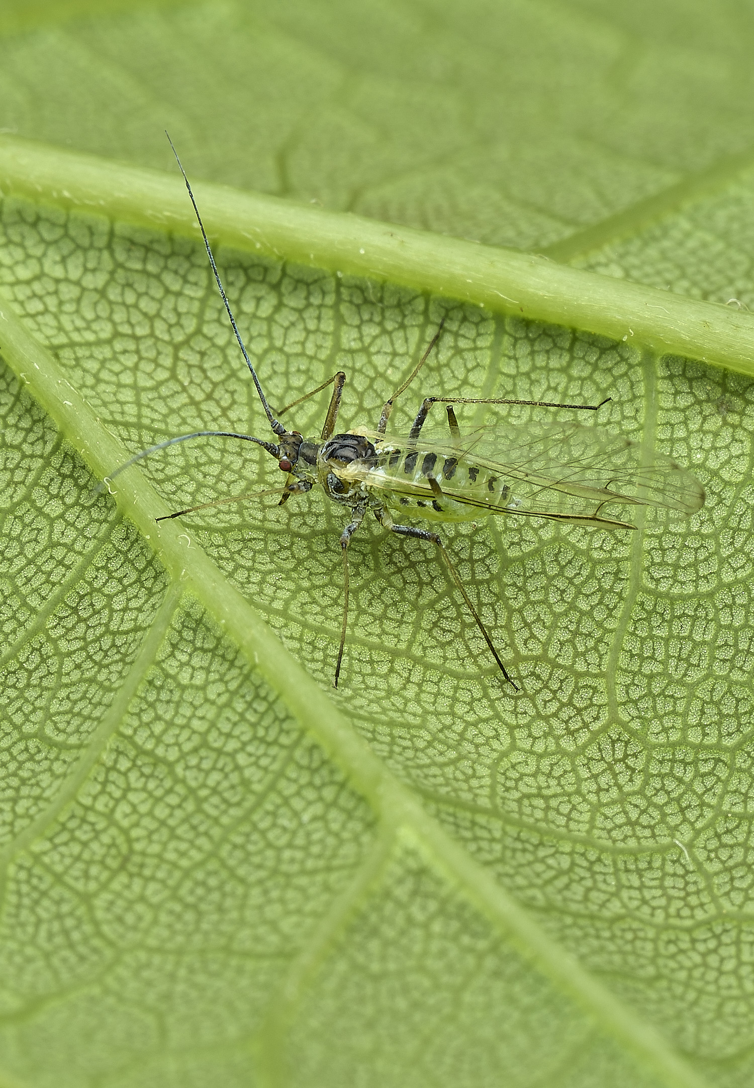 BartonBroadAphidSp4280526-1