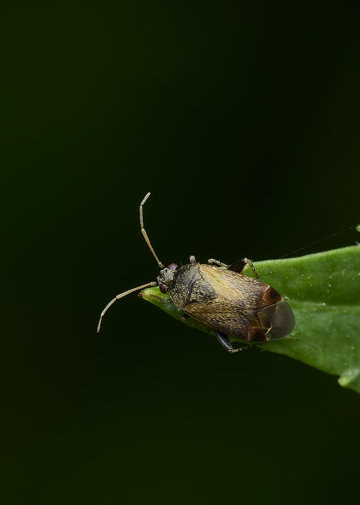 BartonBroadBugSp2280526-1