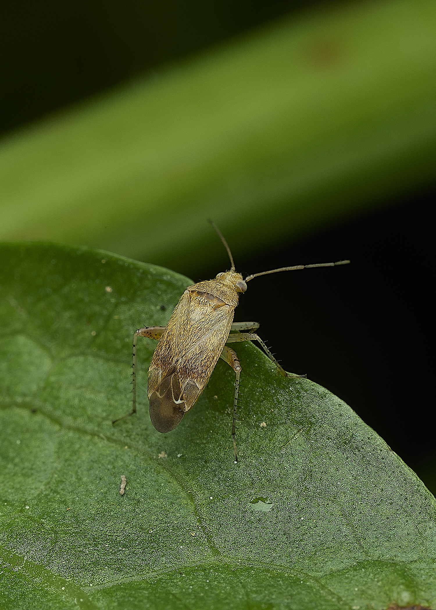 BartonBroadBugSp280526-1