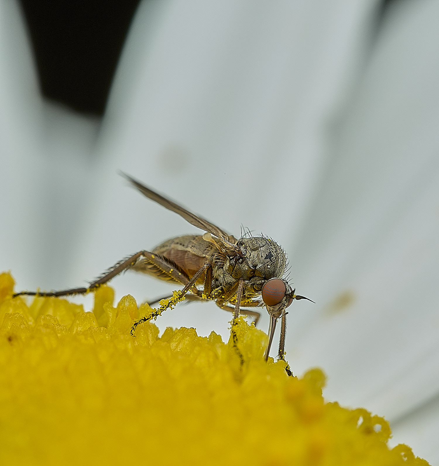 BartonBroadDaggerFly280526-3