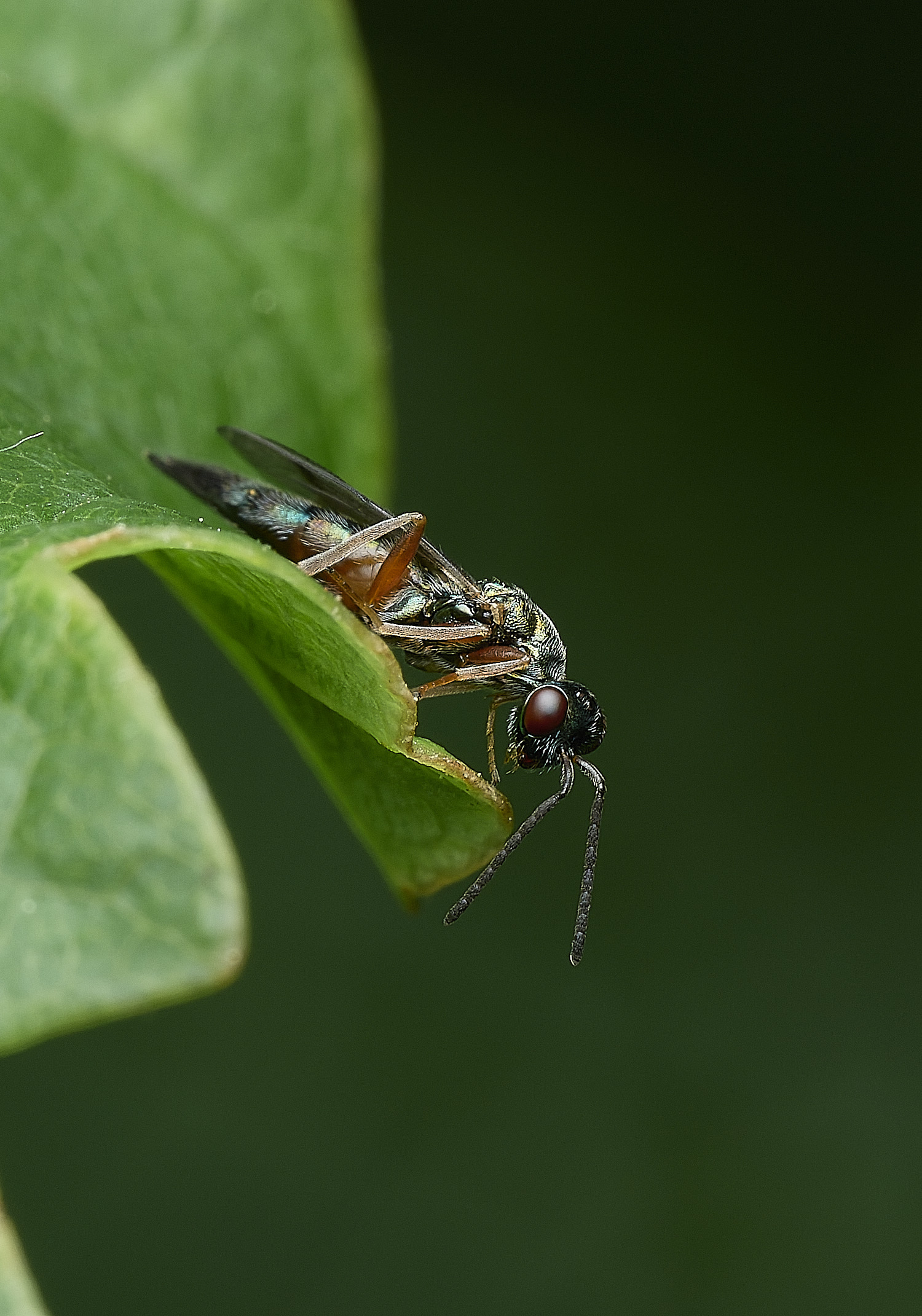 BartonBroadFlySp280526-3