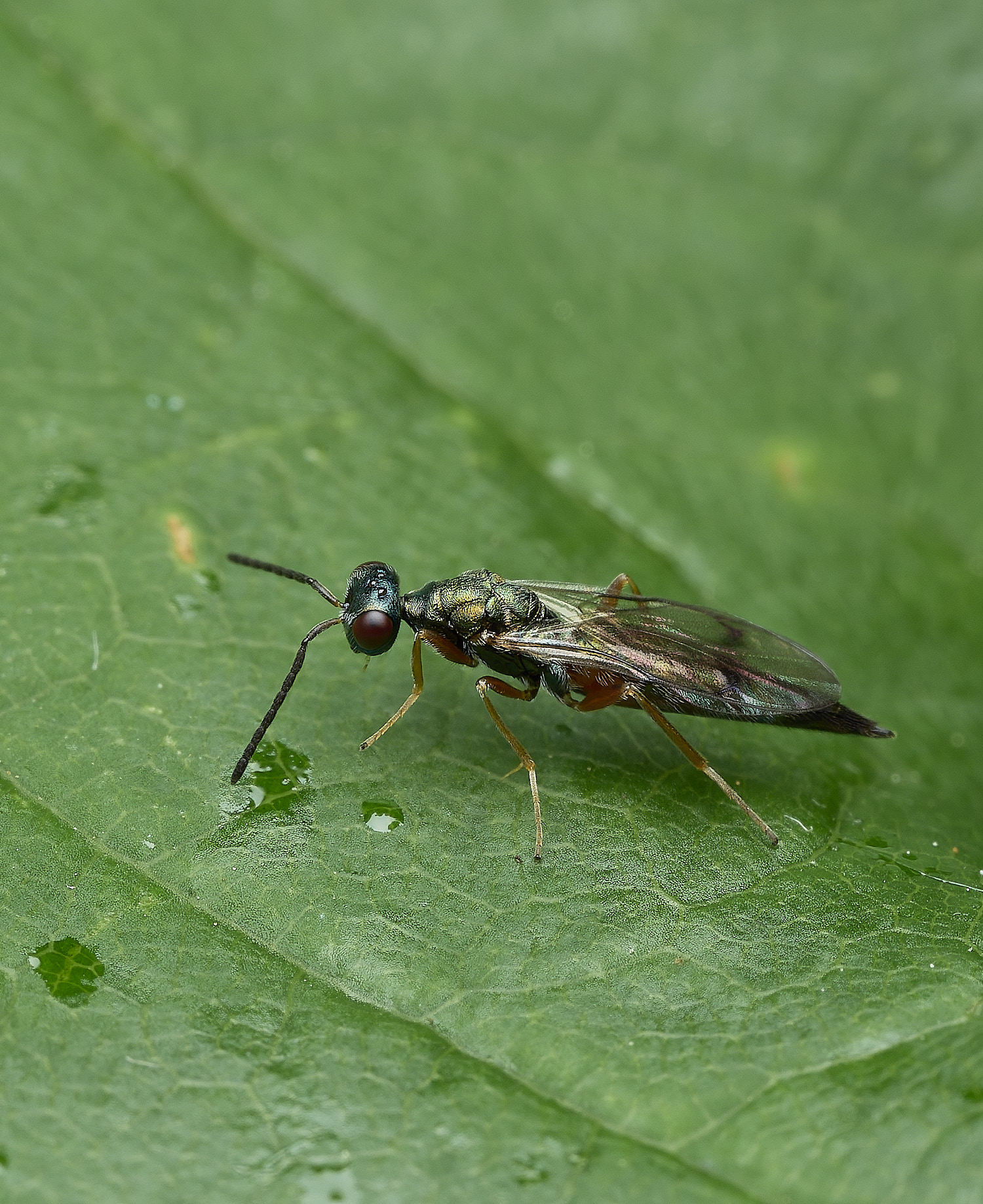 BartonBroadFlySp280526-4