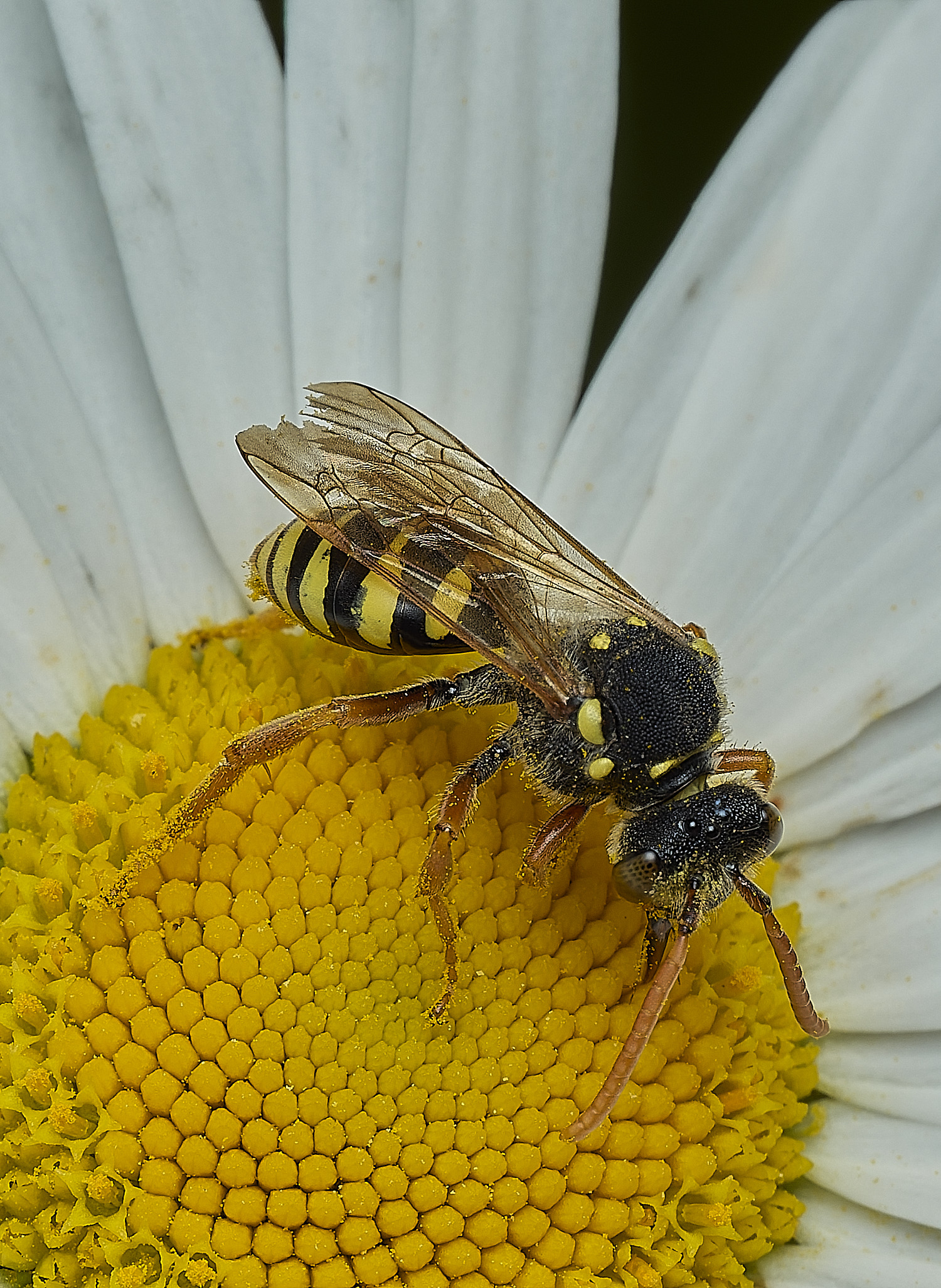 BartonBroadNgoodeniana280526-1