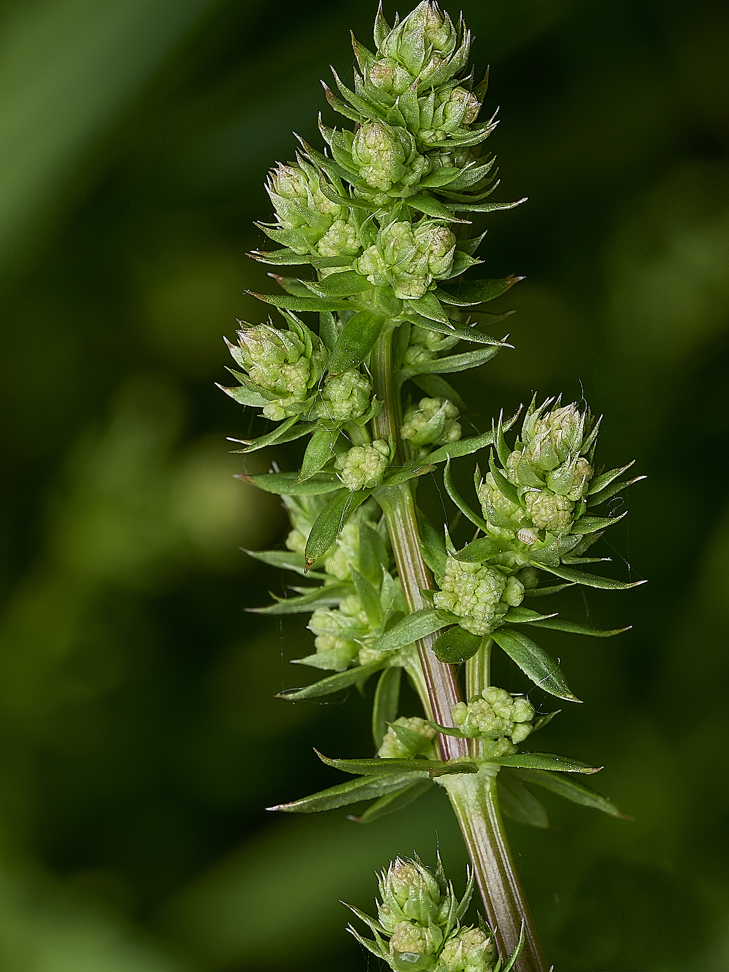 BartonBroadPlant280526-1