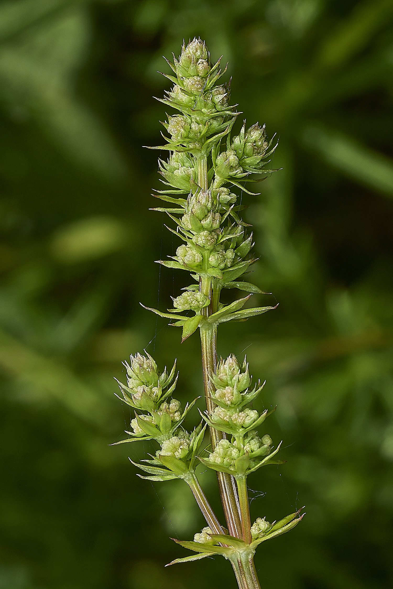 BartonBroadPlant280526-2