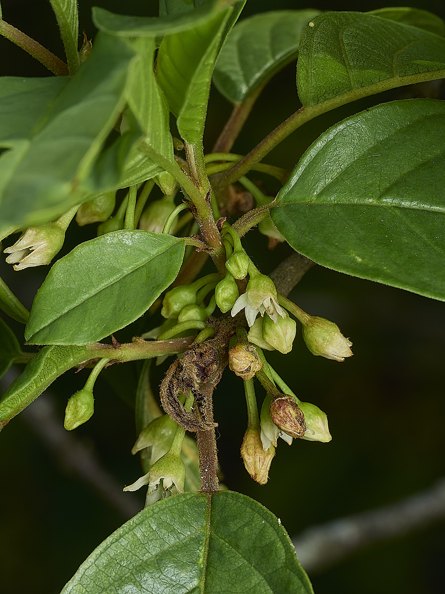 BartonBroadRBuckthorn280526-1