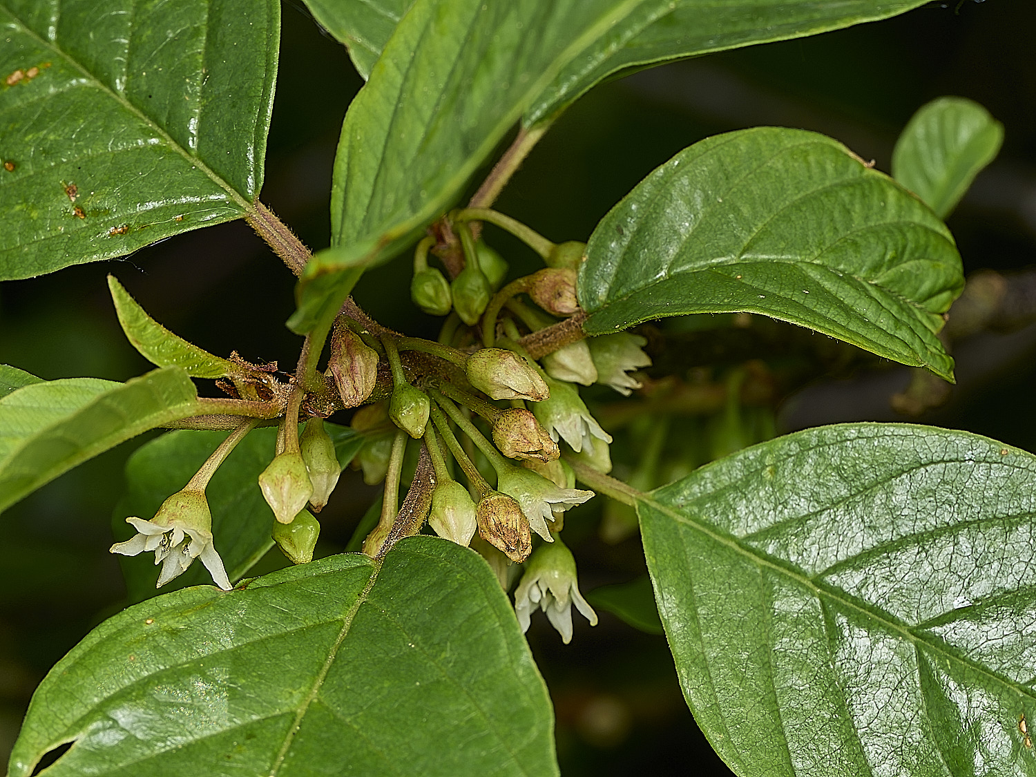 BartonBroadRBuckthorn280526-2