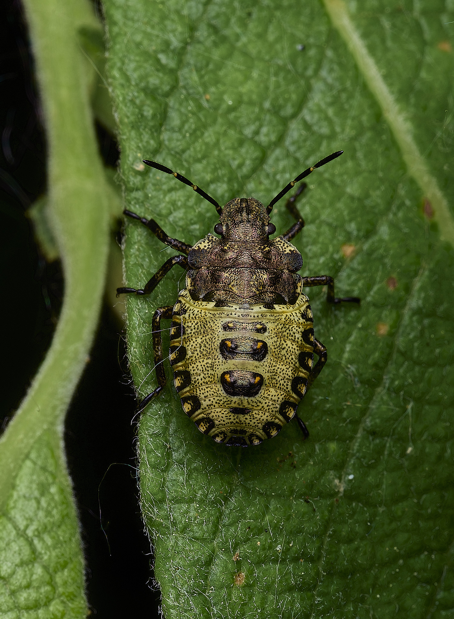 BartonBroadRShieldBug280526-1