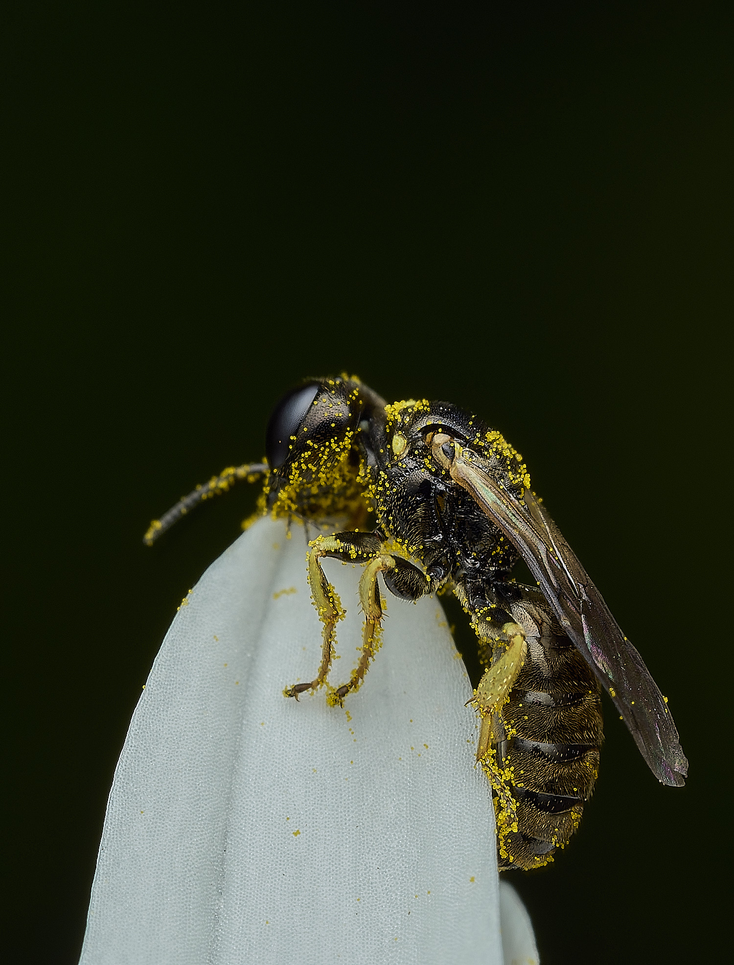 BartonBroadWaspSp280526-8