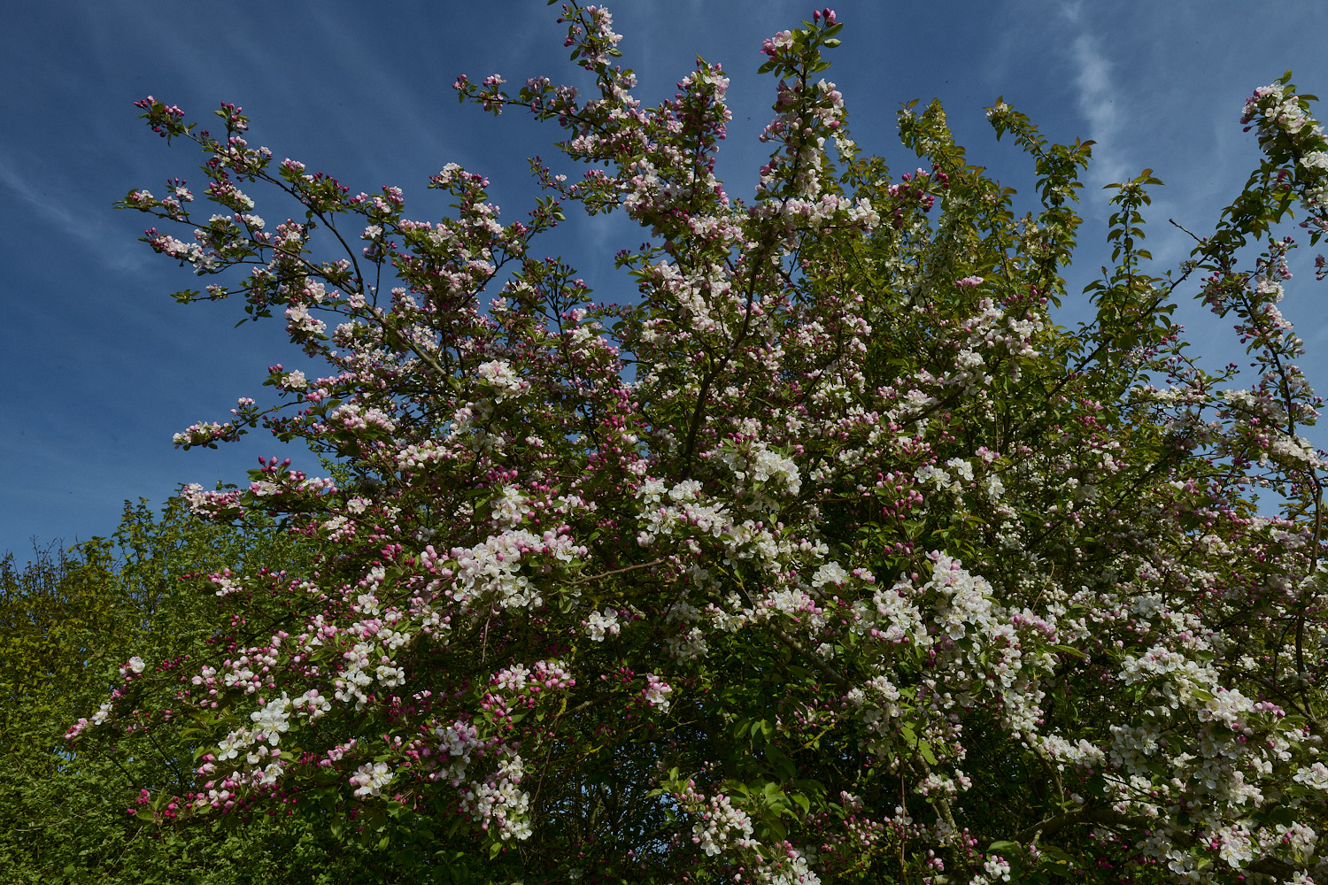 BeestonApple260426-8