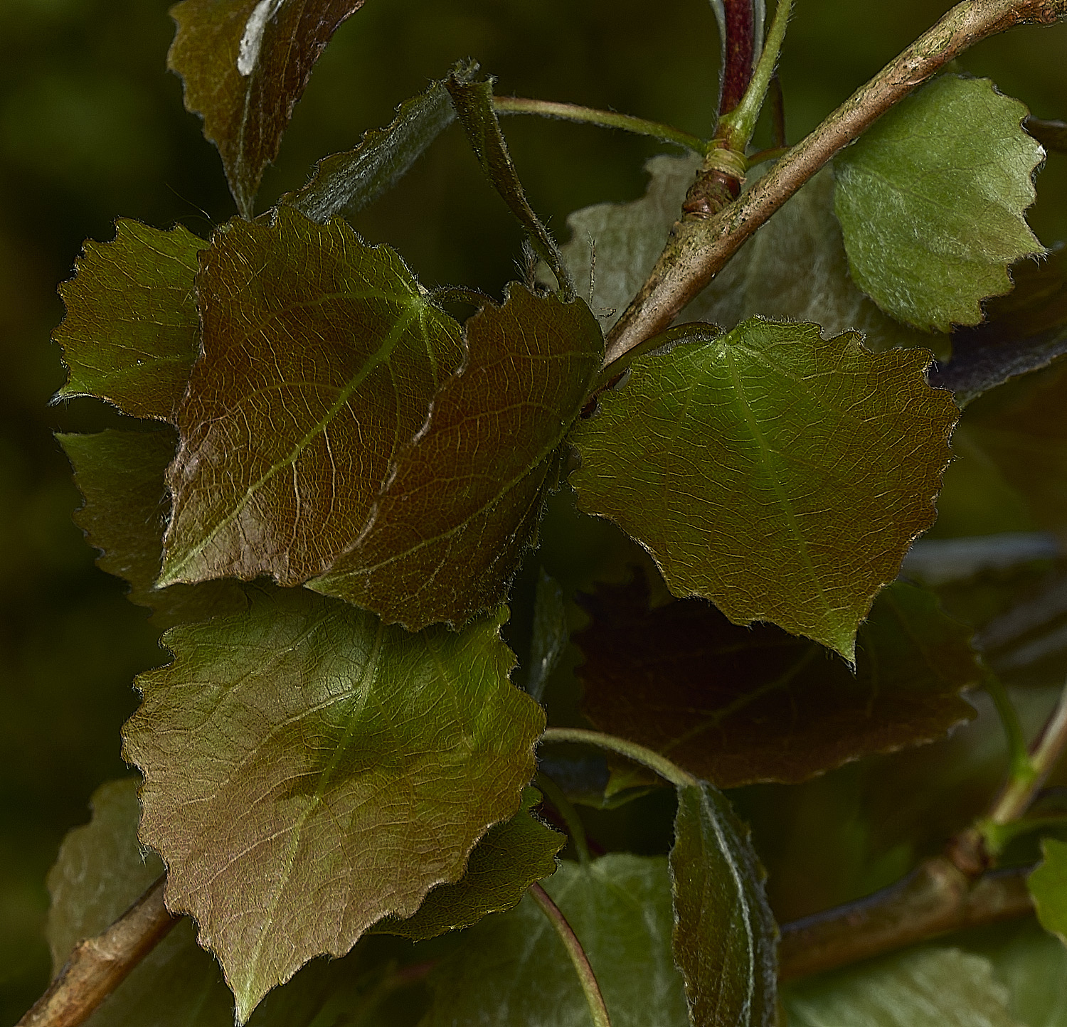 BeestonDownyBirch260426-2