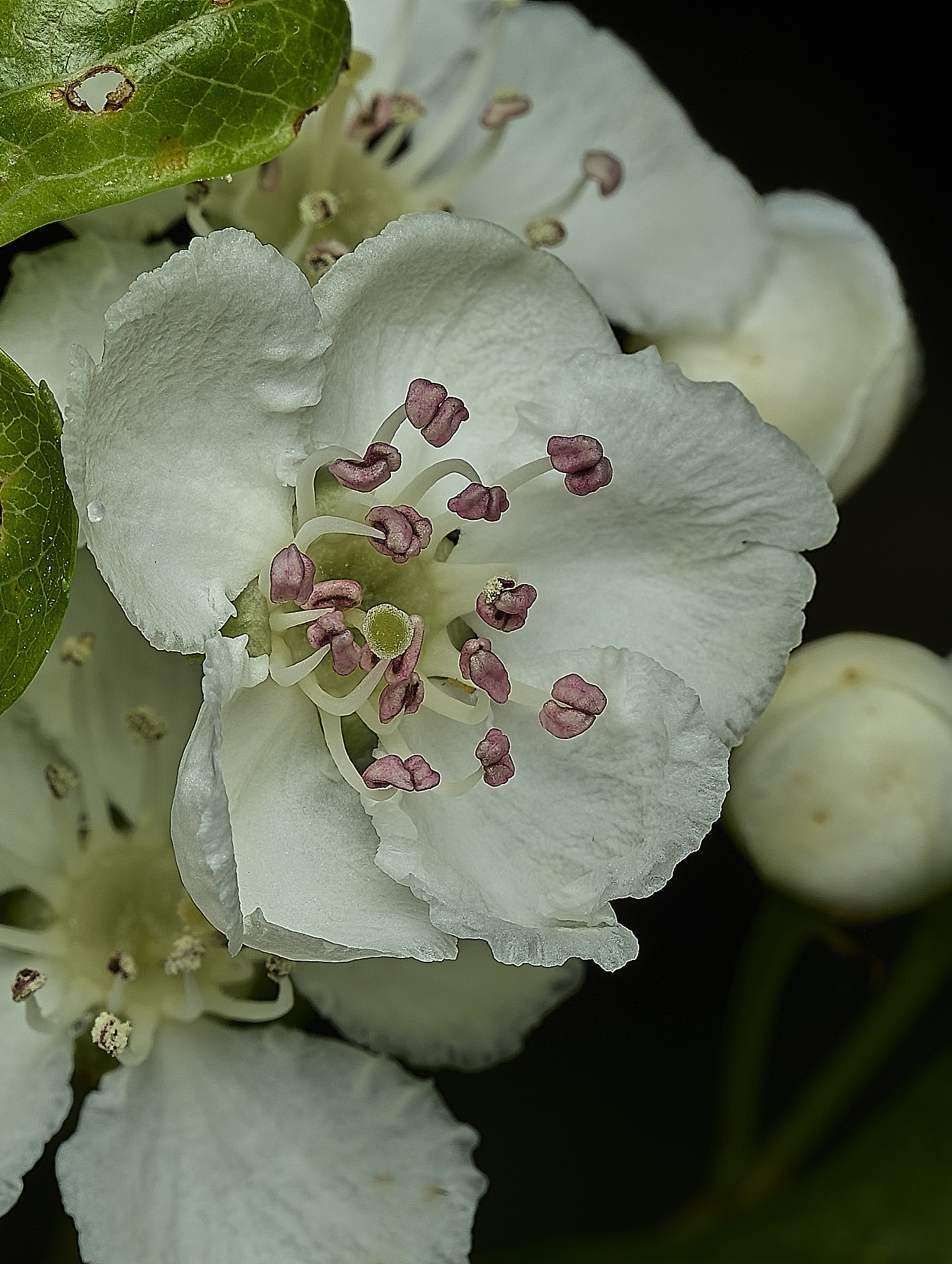 BeestonHawthorne260426-2
