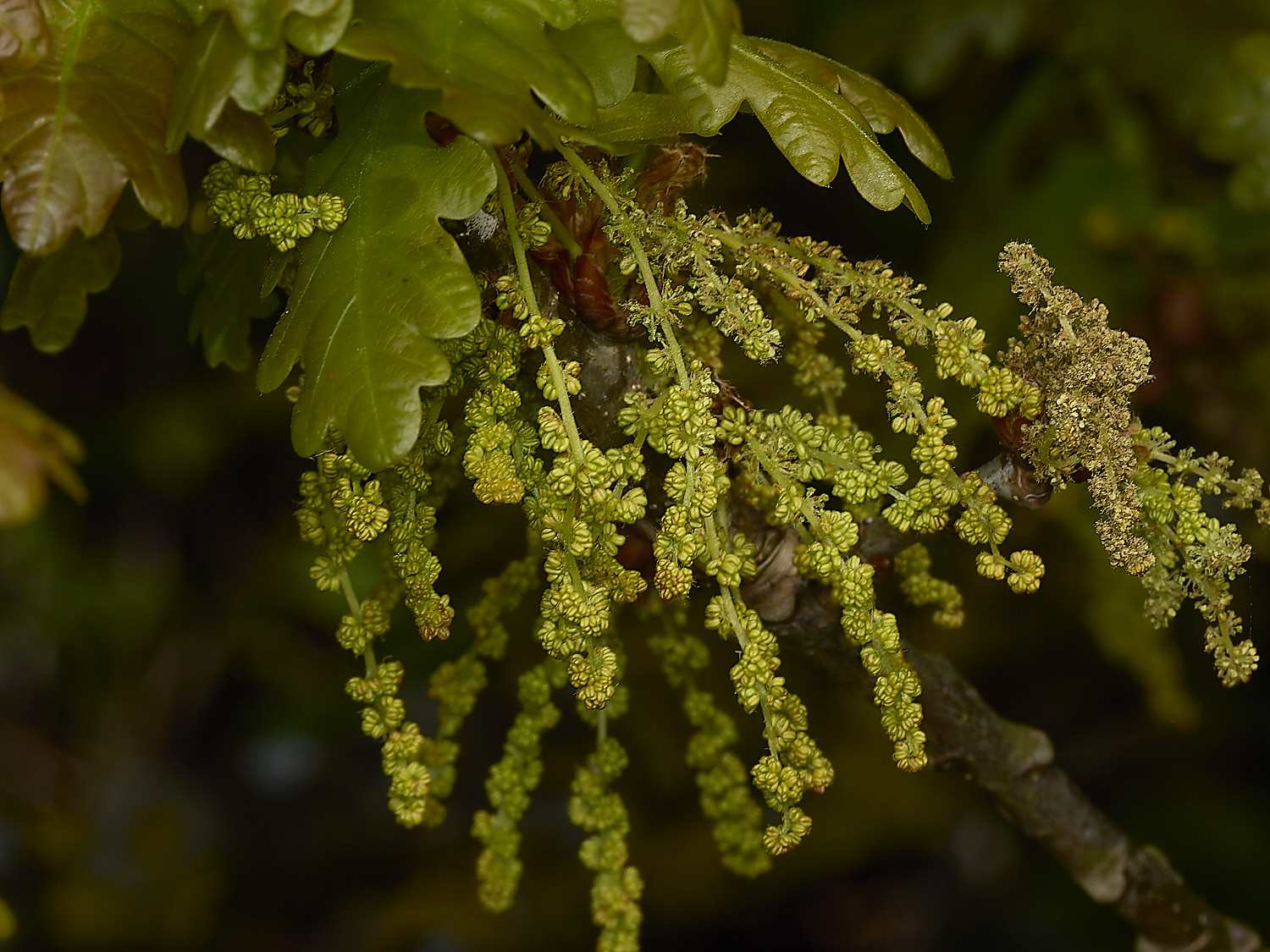 BeestonOak250426-4