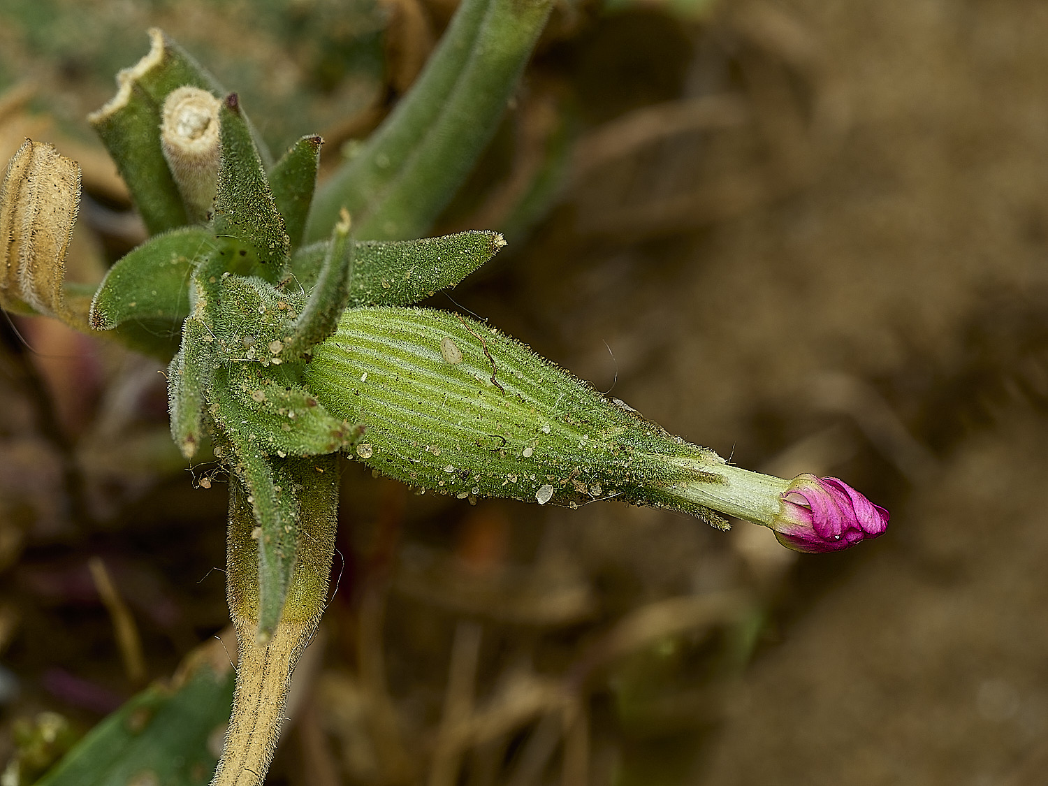 BeestonPink010626-1