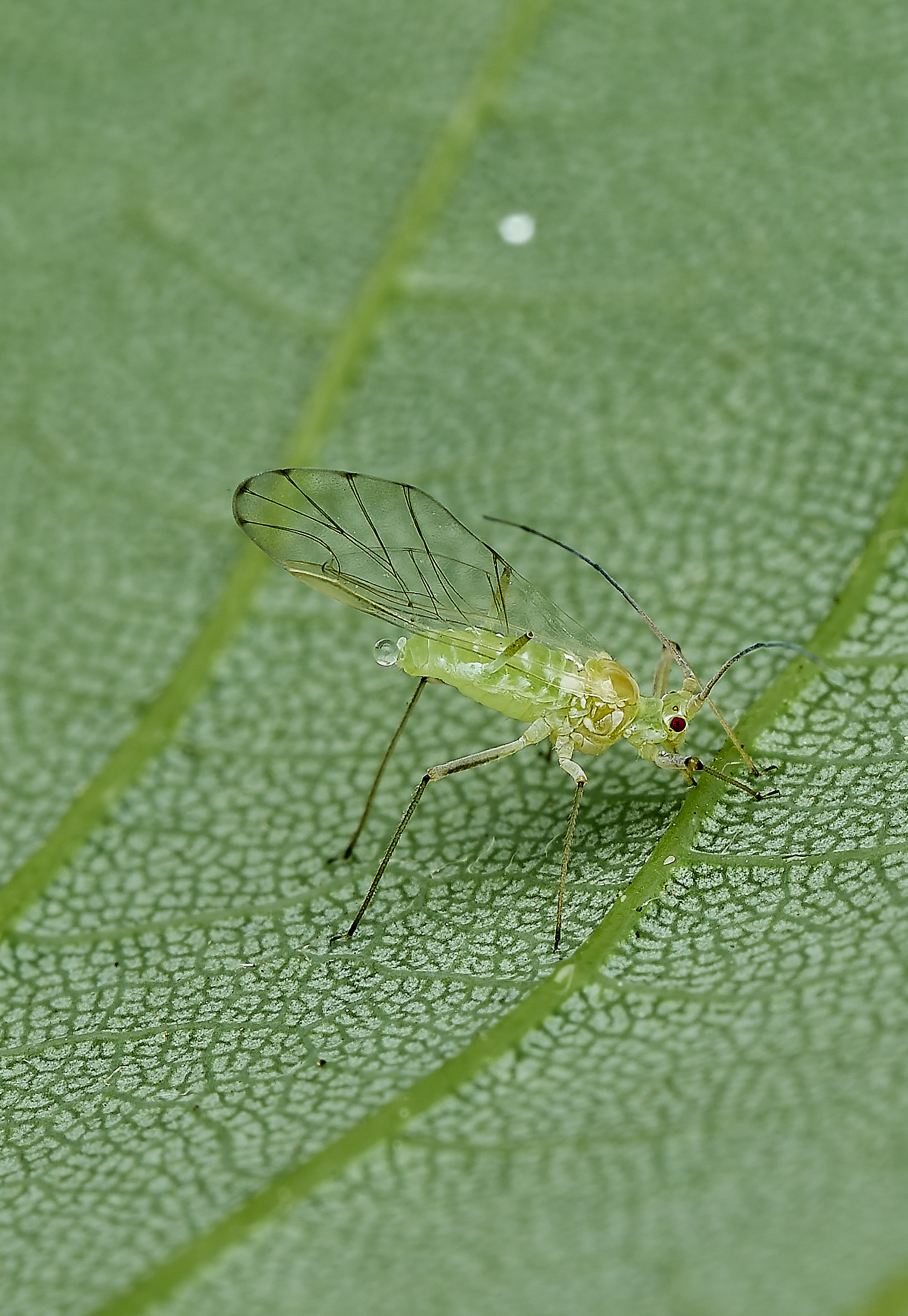 BeestonSycamoreAphid010626-3