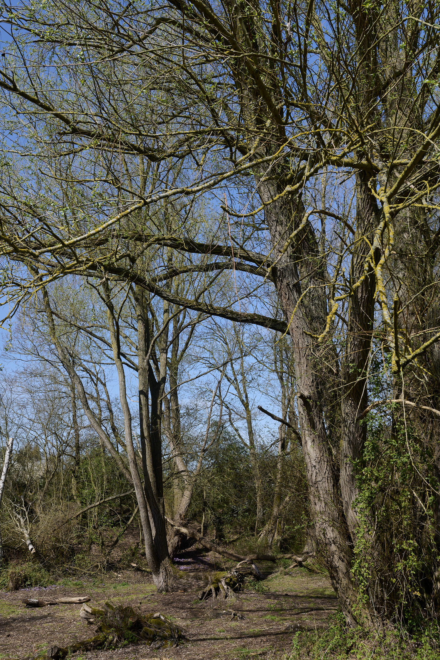 BowthorpeSouthernPark080426-1