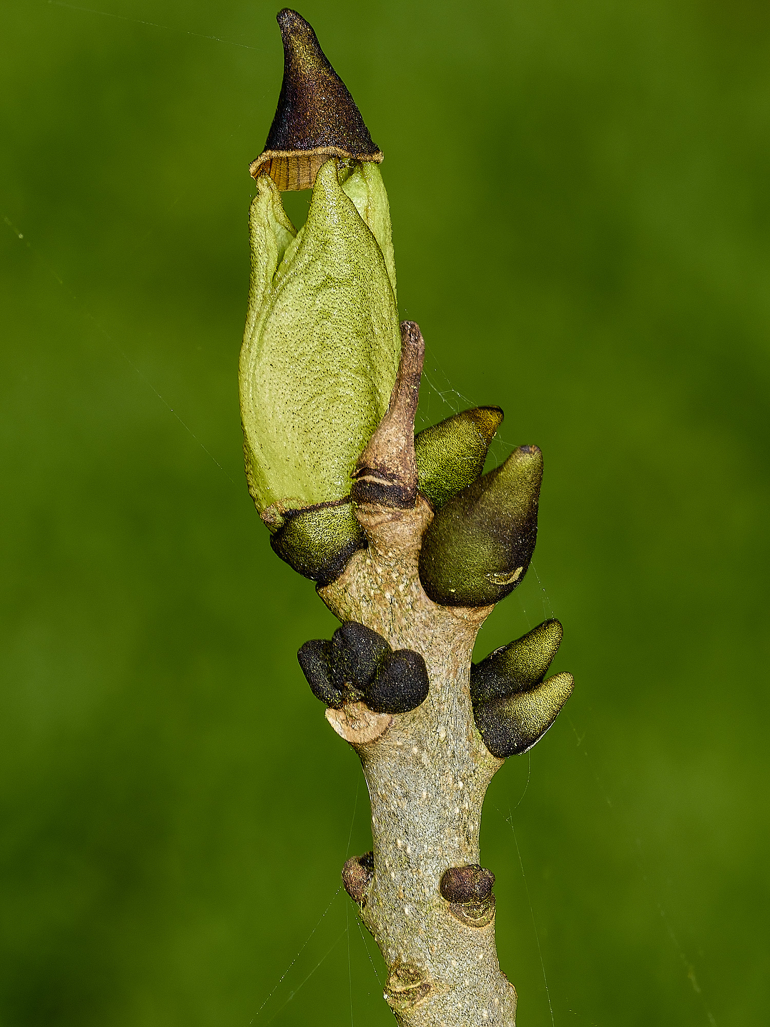 BowthorpeSouthernParkAsh080426-1