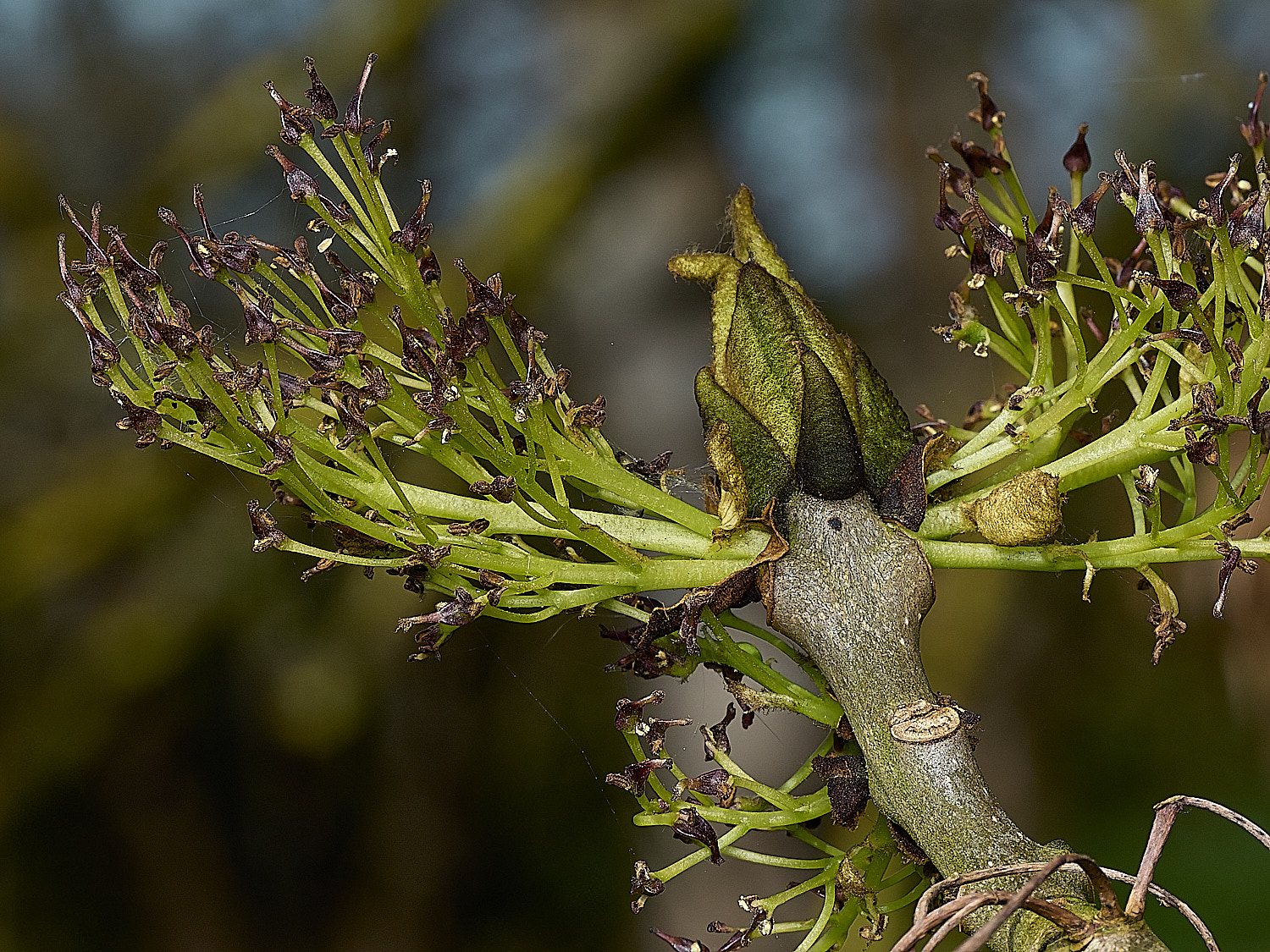 BowthorpeSouthernParkAsh080426-2