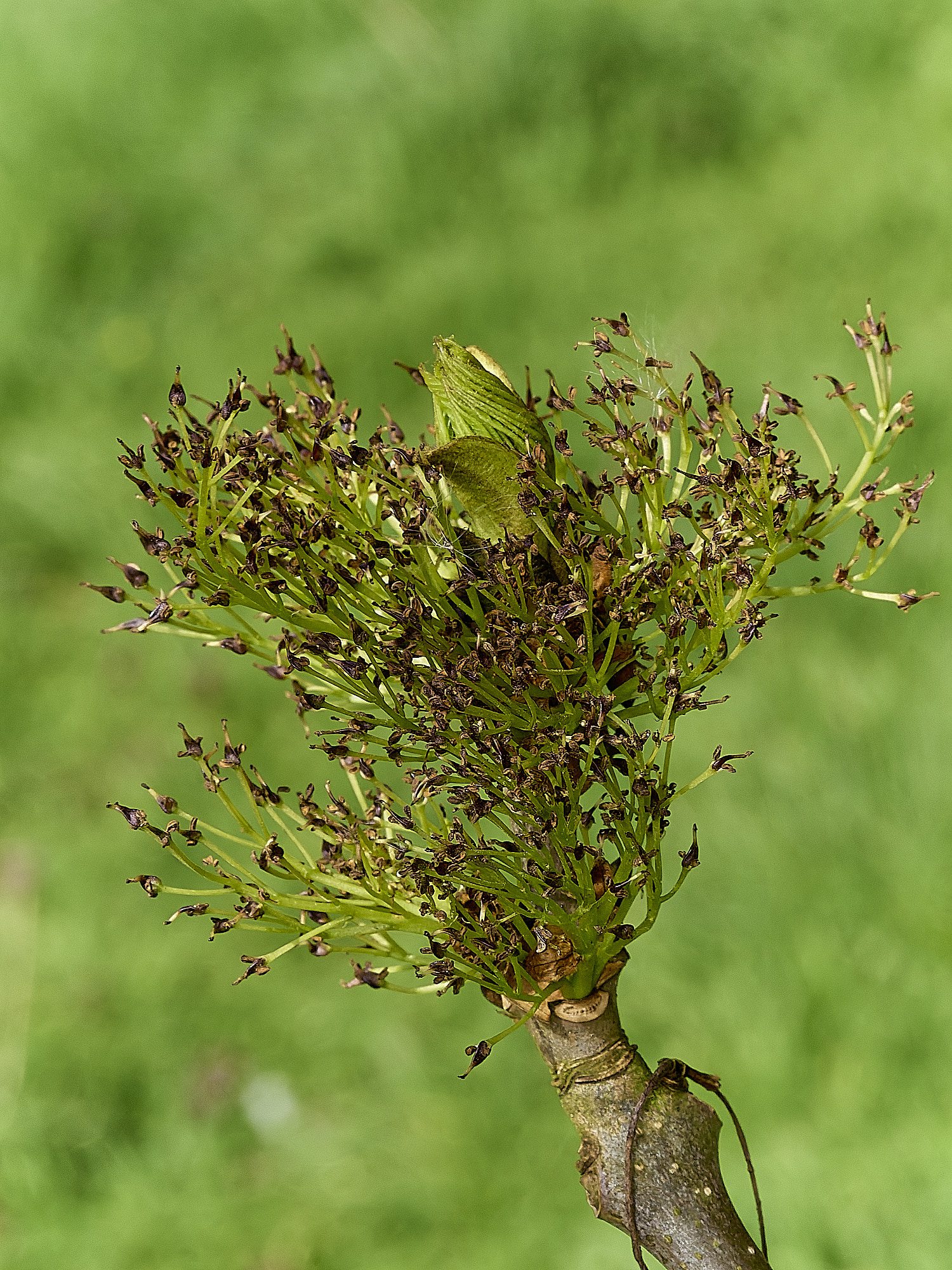 BowthorpeSouthernParkAsh080426-3