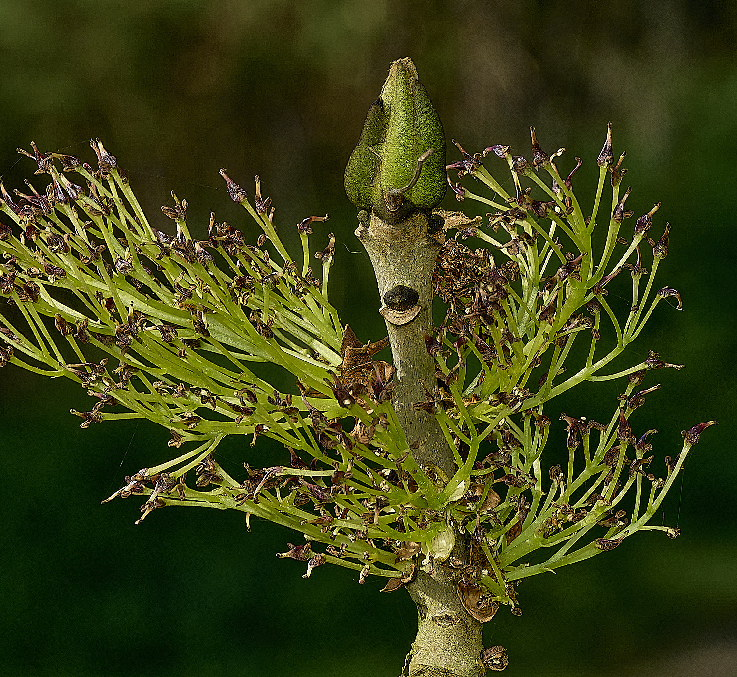 BowthorpeSouthernParkAsh080426-4