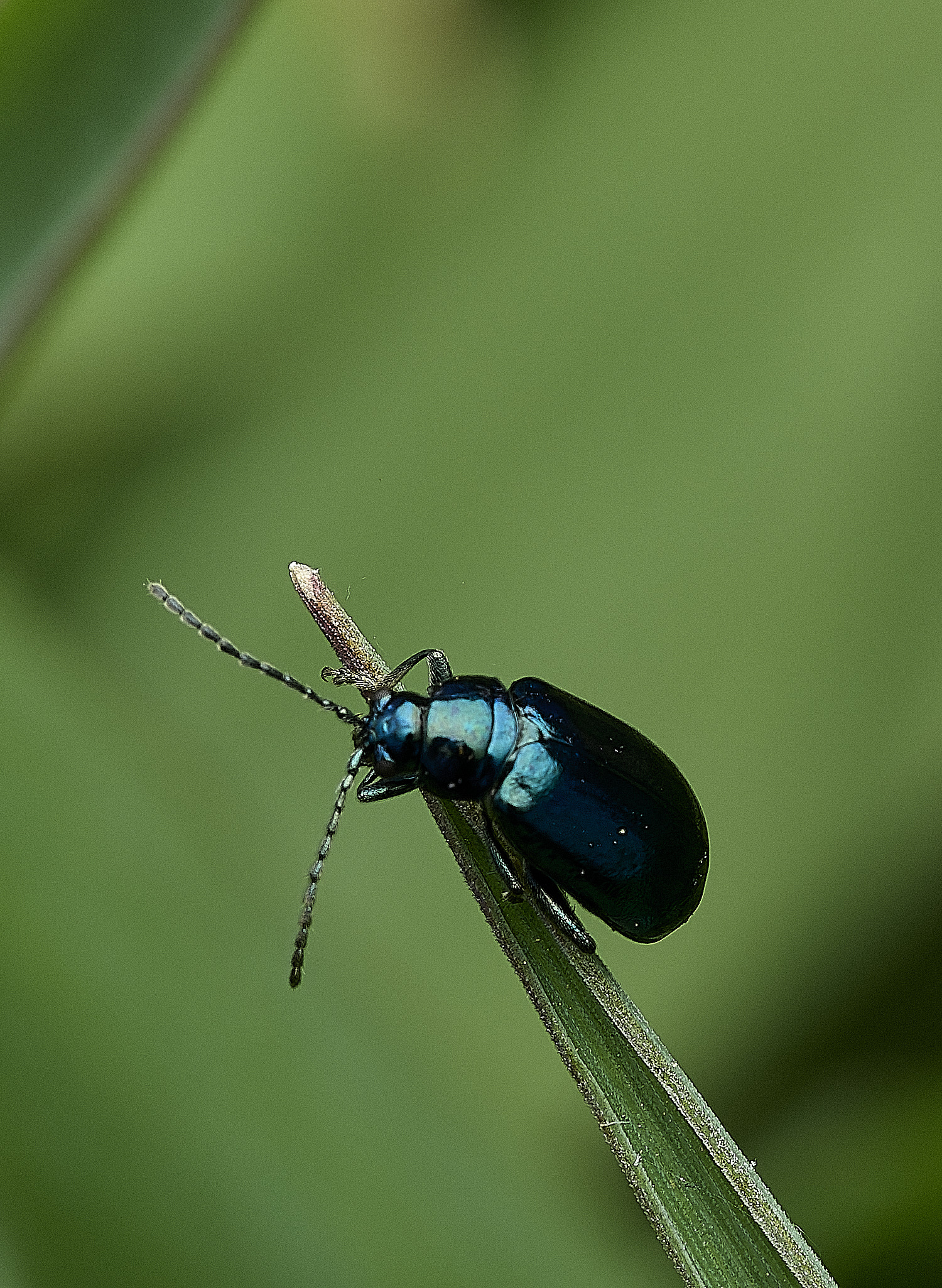 BowthorpeSouthernParkBeetle080426-1