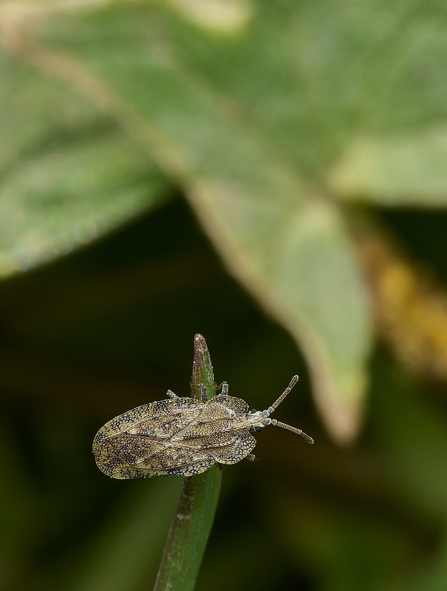 BowthorpeSouthernParkBeetle080426-2