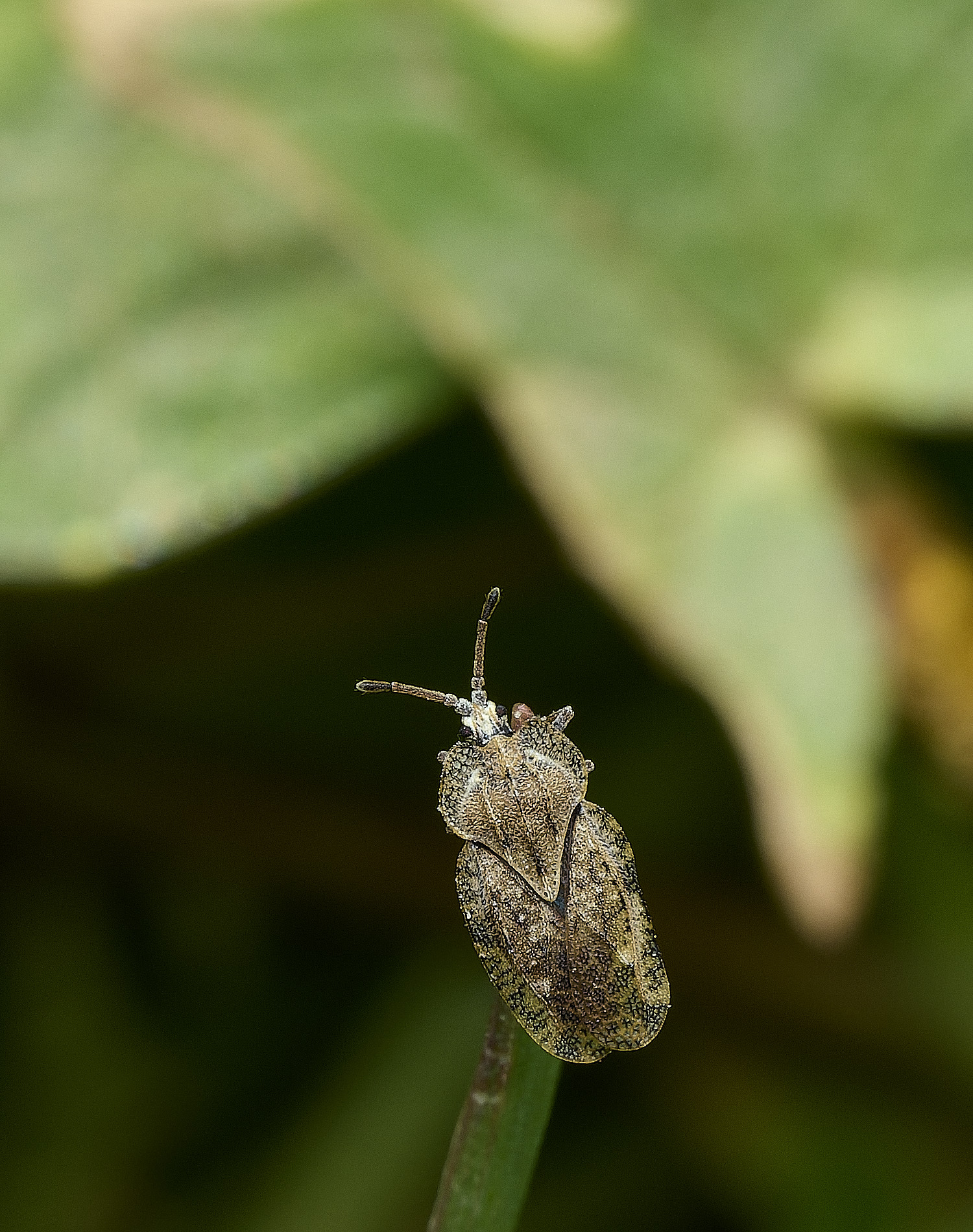 BowthorpeSouthernParkBeetle080426-3