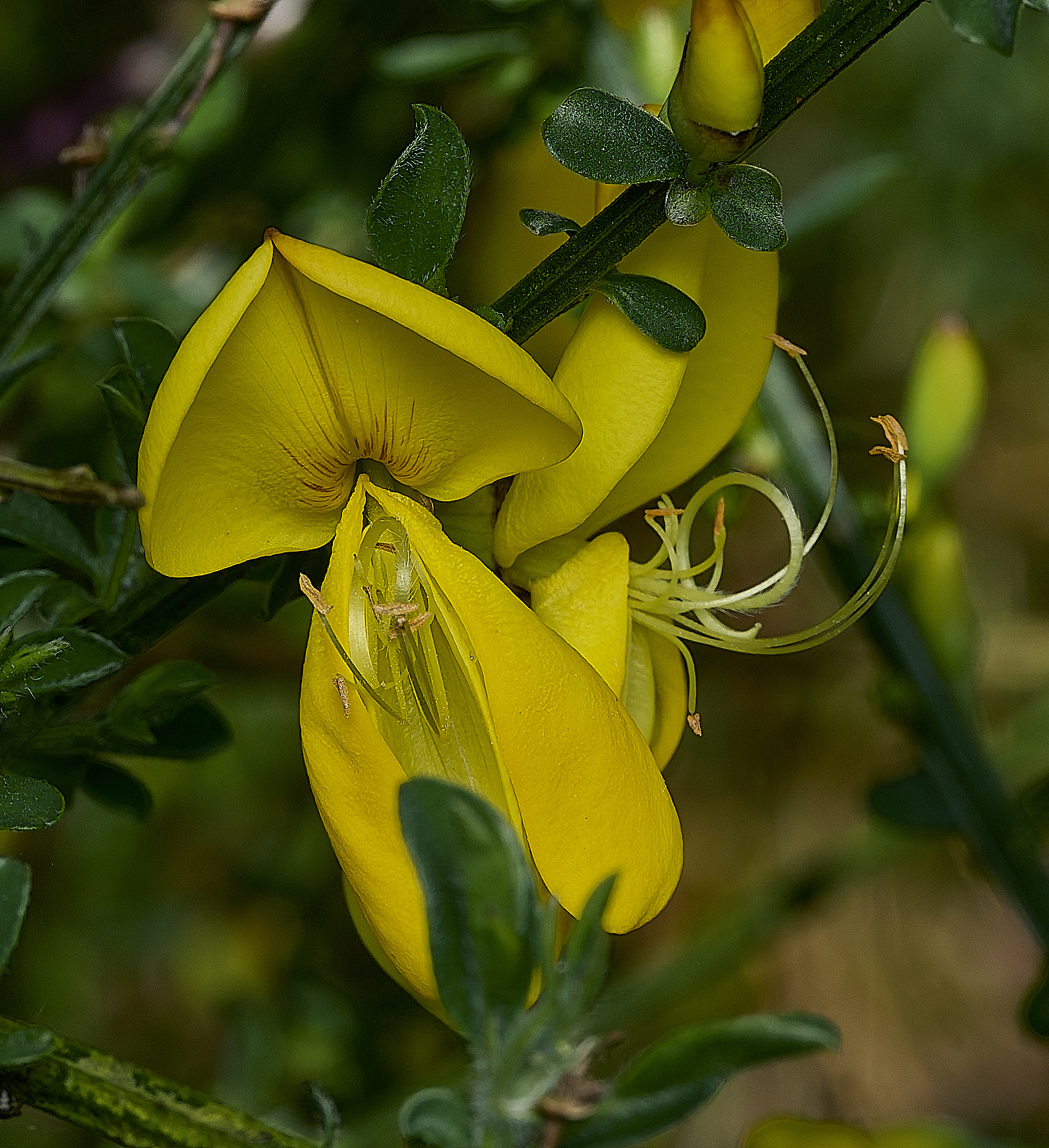 BowthorpeSouthernParkBroom080426-1