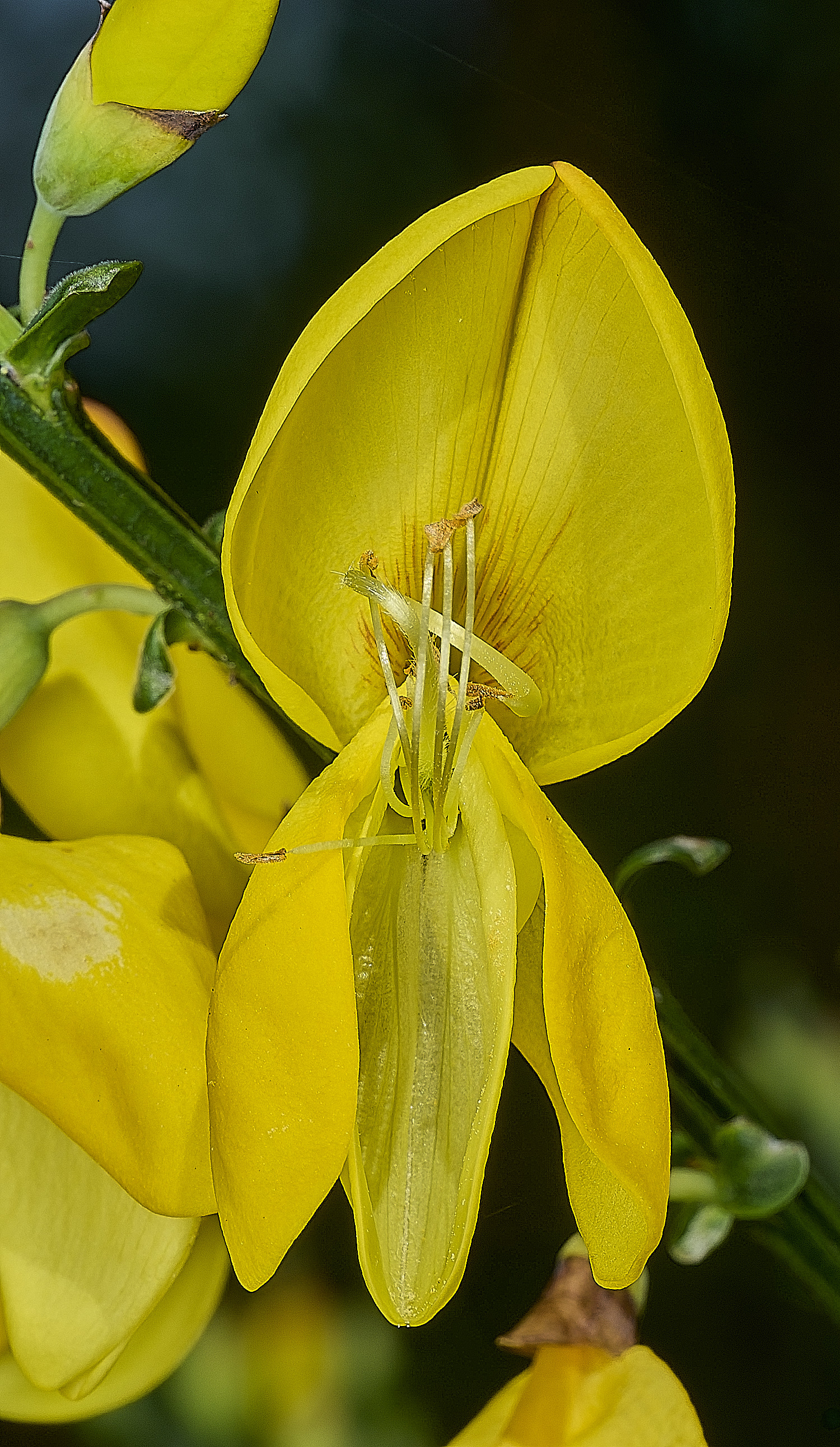 BowthorpeSouthernParkBroom080426-2