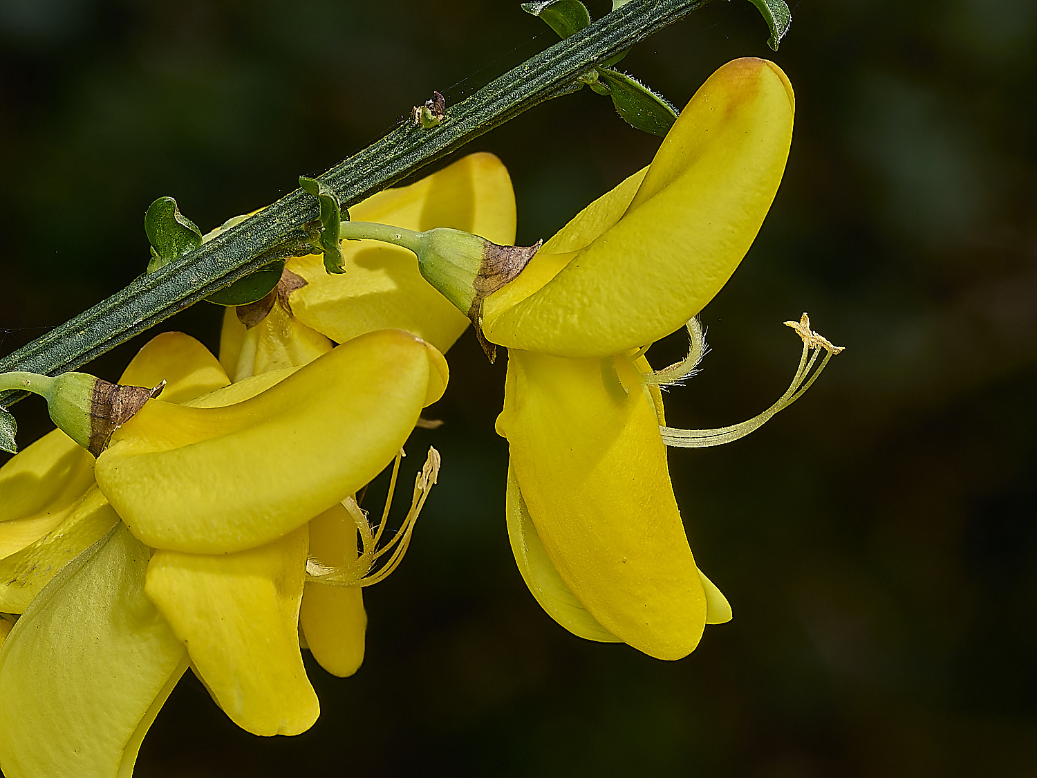 BowthorpeSouthernParkBroom080426-3