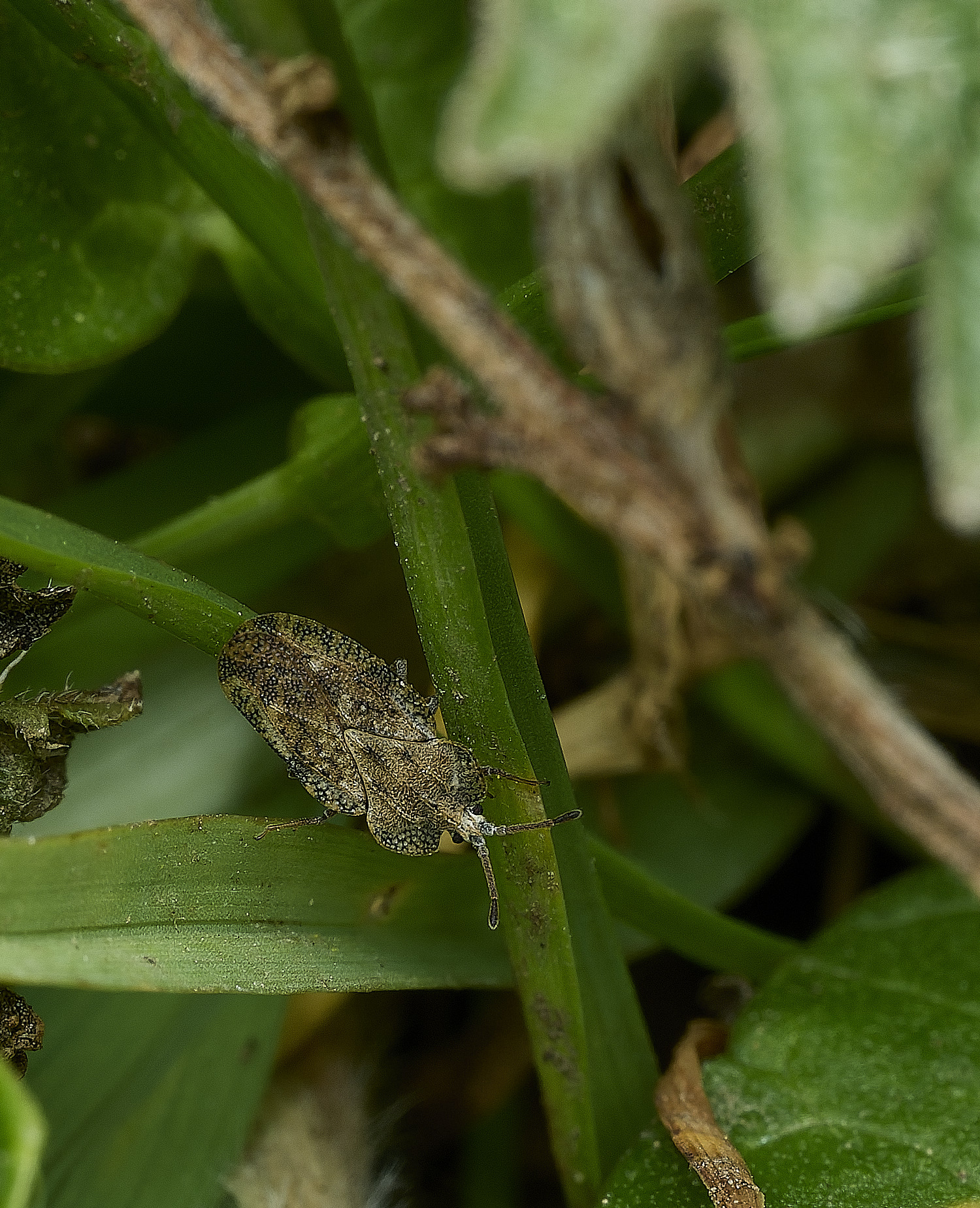 BowthorpeSouthernParkBug080426-1