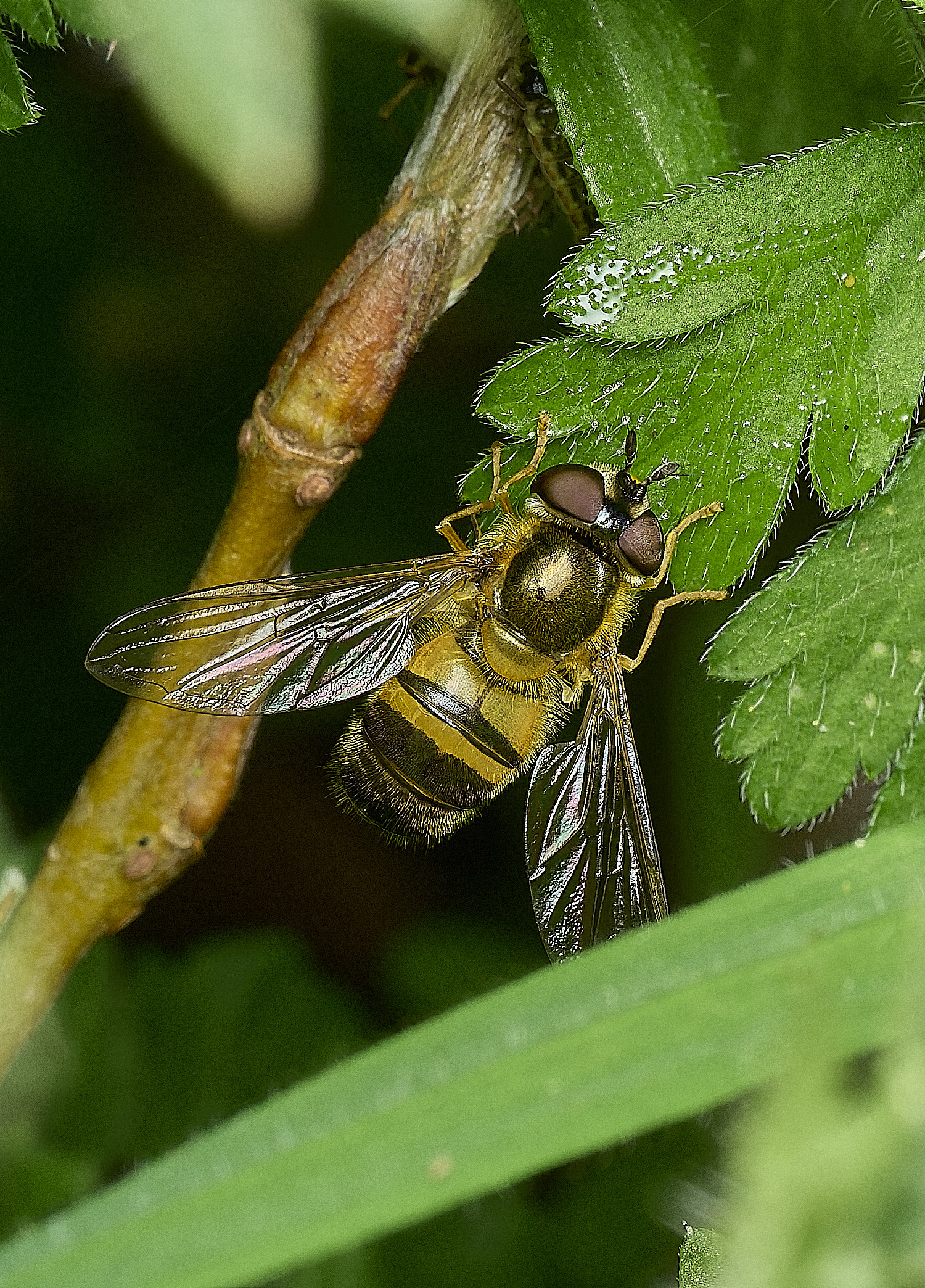 BowthorpeSouthernParkEelegans080426-1