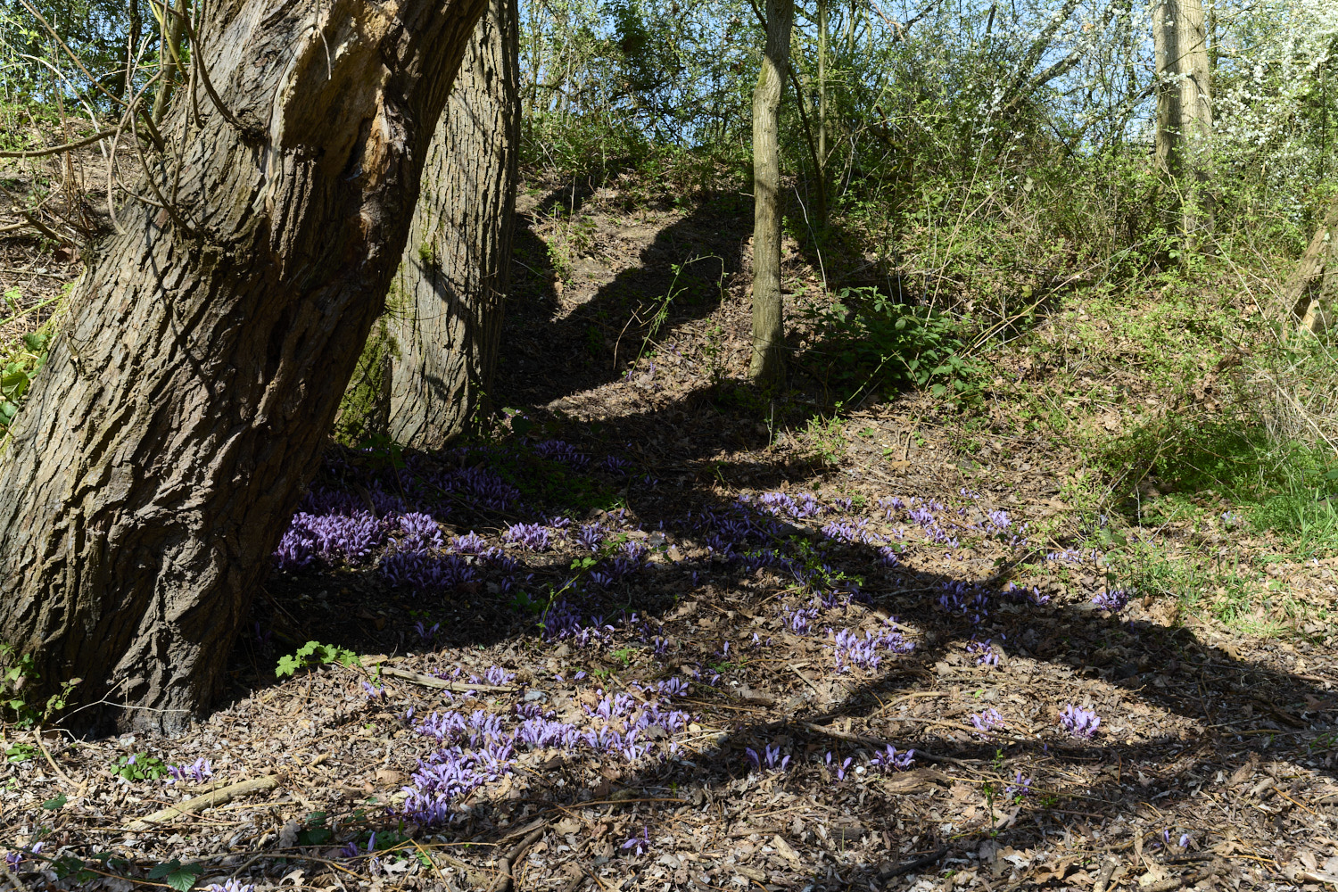 BowthorpeSouthernParkPurpleToothwort080426-0