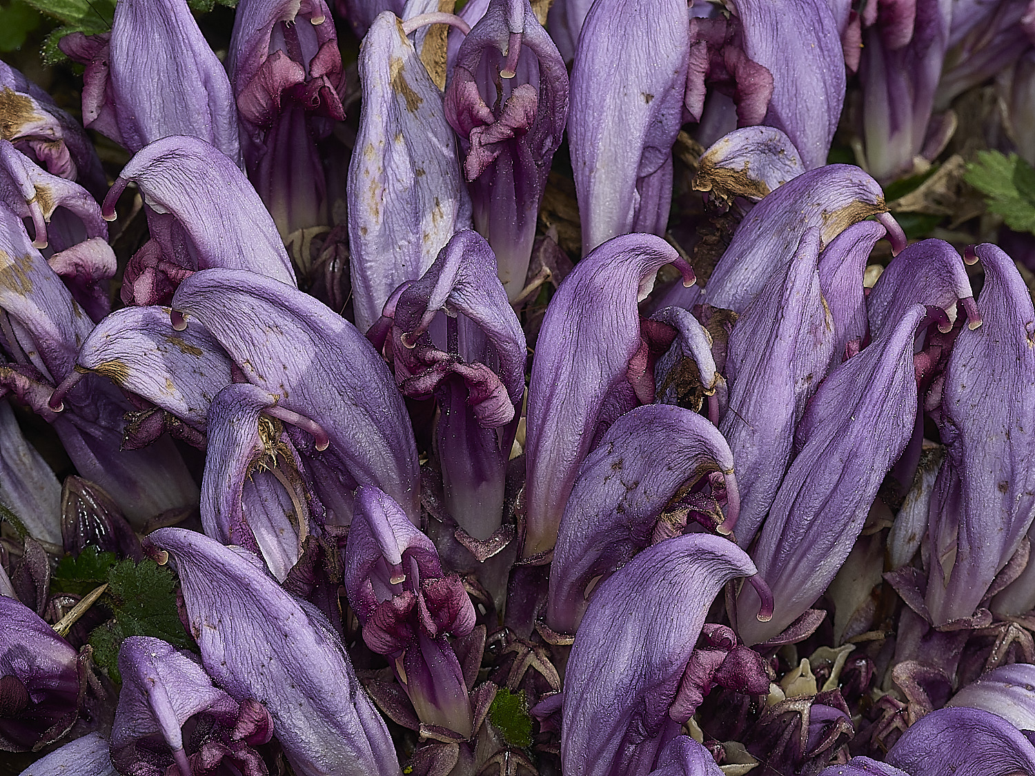 BowthorpeSouthernParkPurpleToothwort080426-1