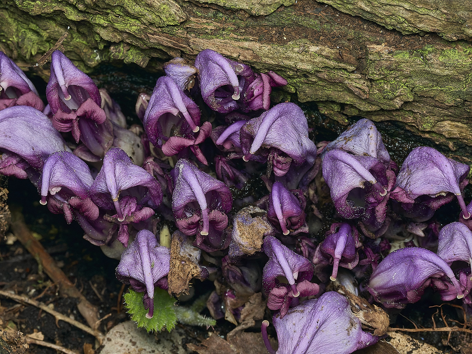 BowthorpeSouthernParkPurpleToothwort080426-2