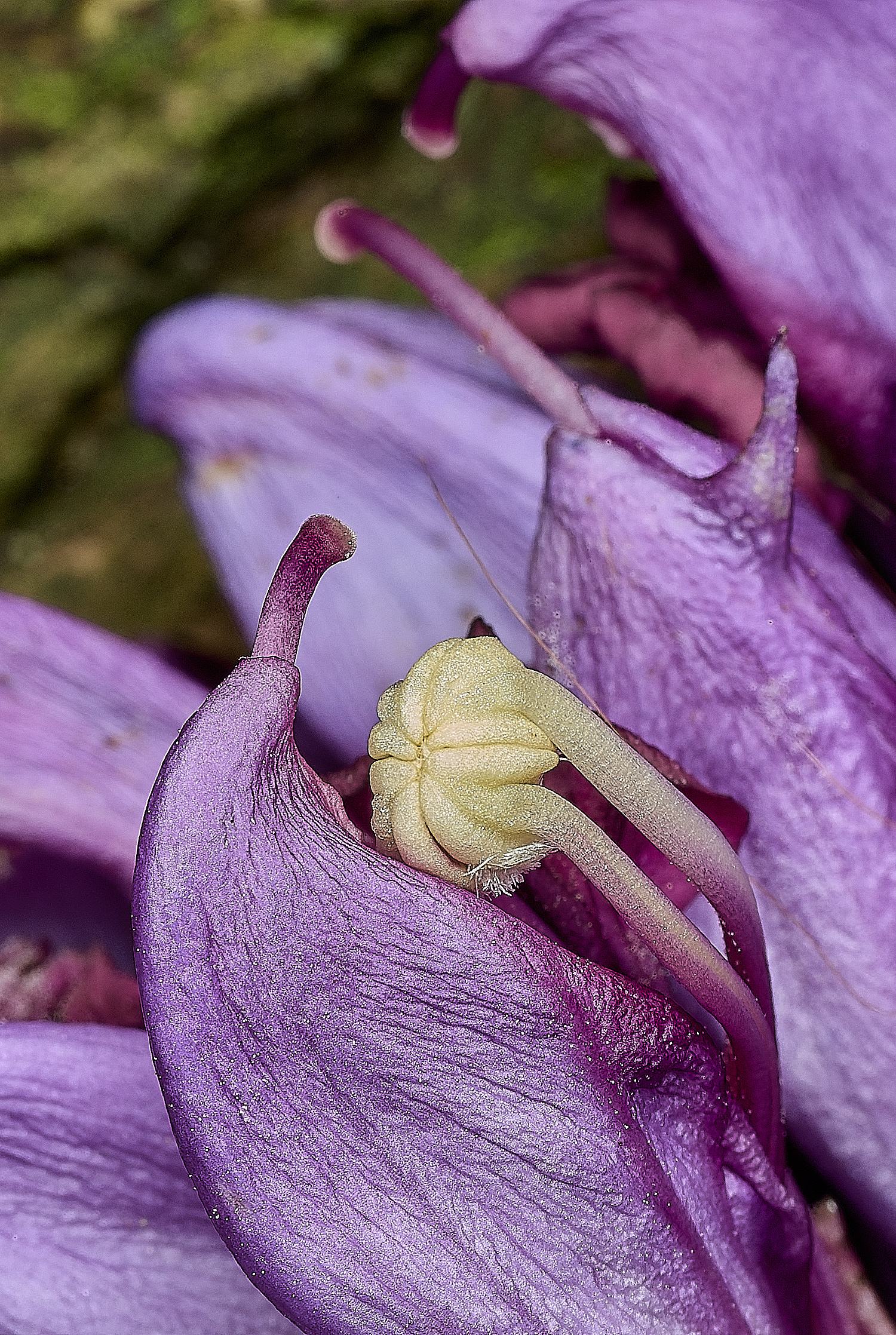BowthorpeSouthernParkPurpleToothwort080426-3
