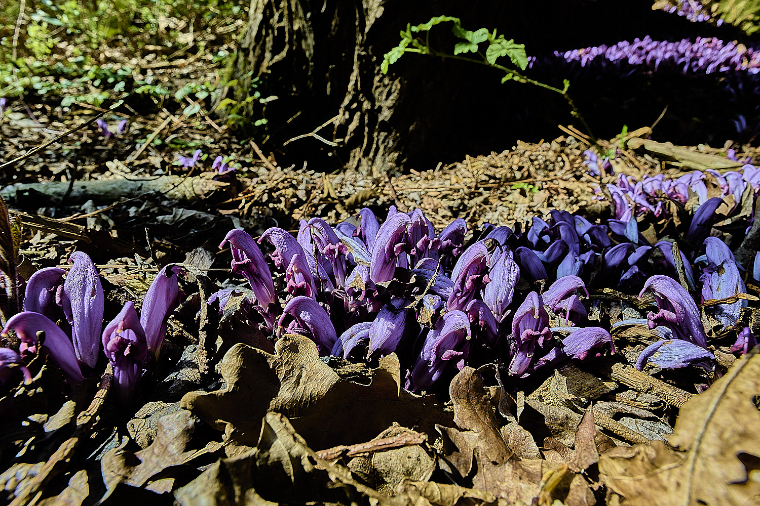 BowthorpeSouthernParkPurpleToothwort080426-4