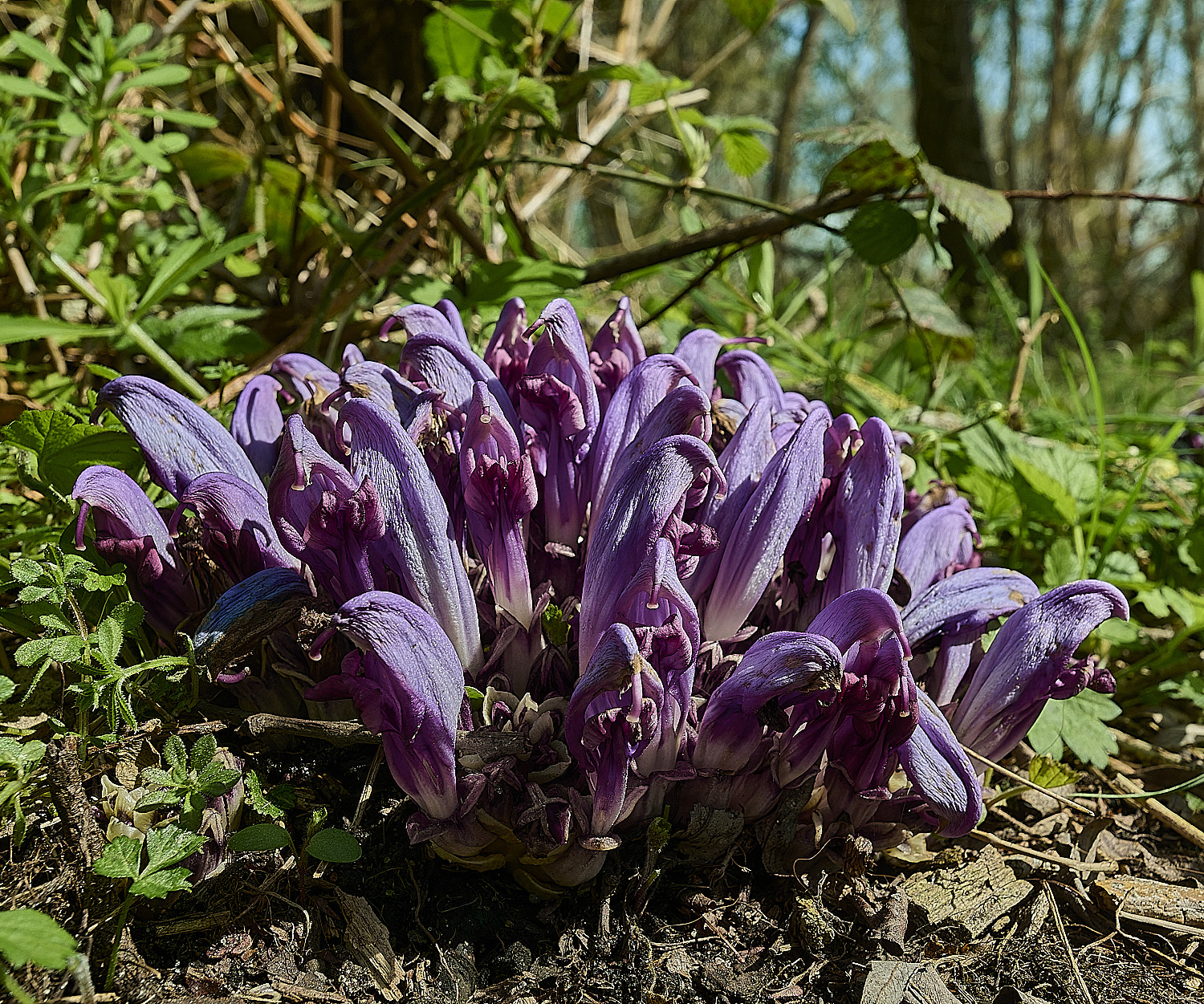 BowthorpeSouthernParkPurpleToothwort080426-5