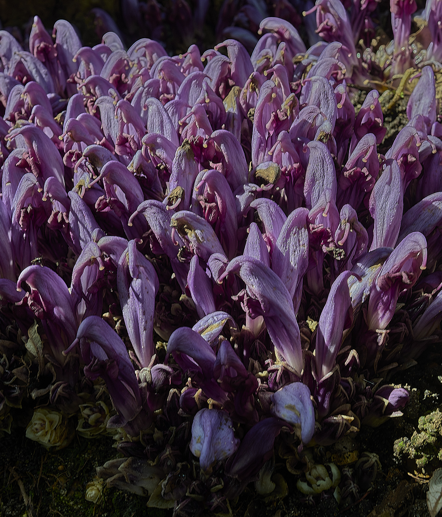 BowthorpeSouthernParkPurpleToothwort080426-6