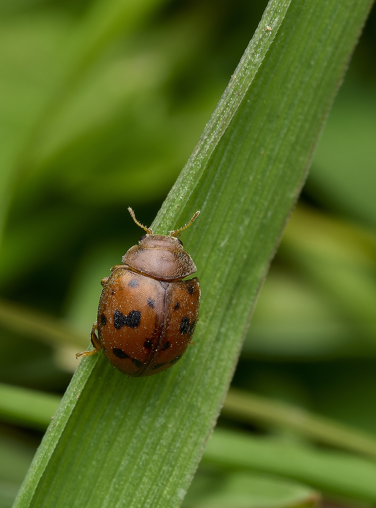 BowthorpeSouthernParkSvigintiquattourpunctata080426-1